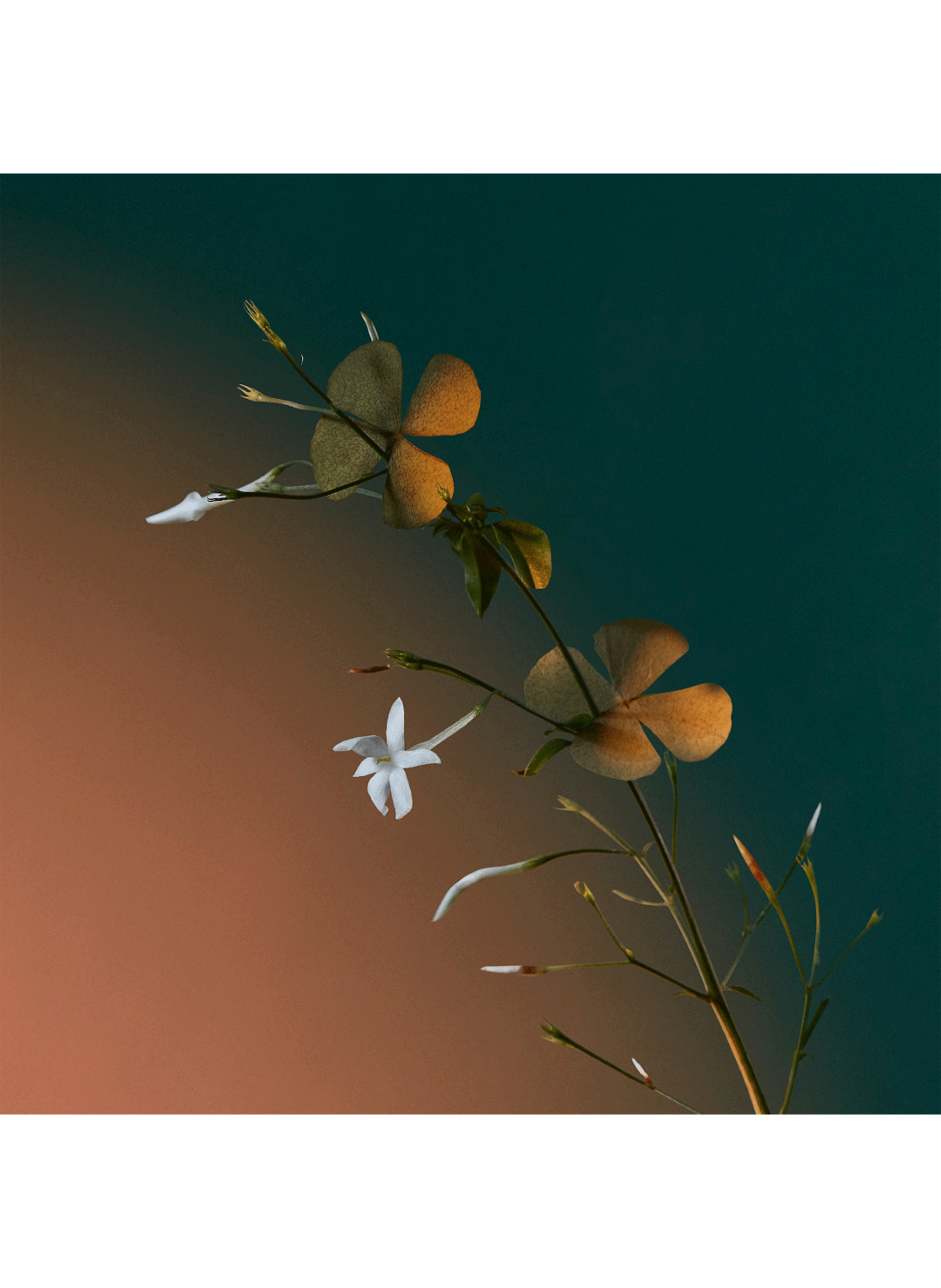 Eau de parfum - A Kiss of Bliss PENHALIGON'S No color