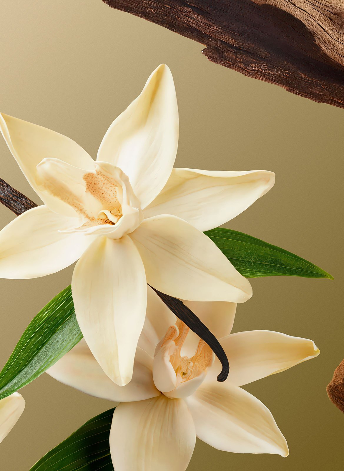 Intuitia - Scented Candle RITUALS No color