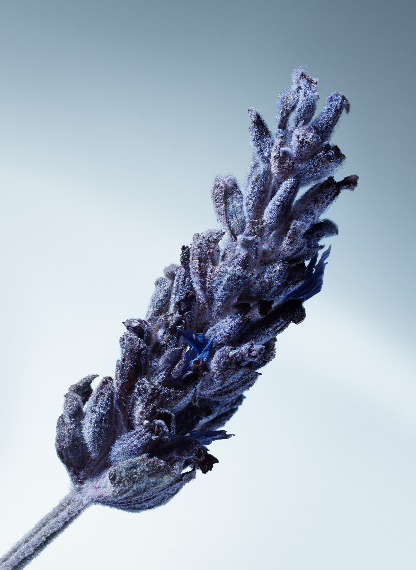 Metal Lavender - Eau de parfum MATIERE PREMIERE No color