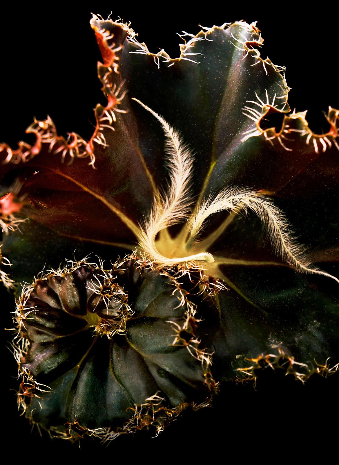 Eau de Parfum - Mojave Ghost Absolu BYREDO No color