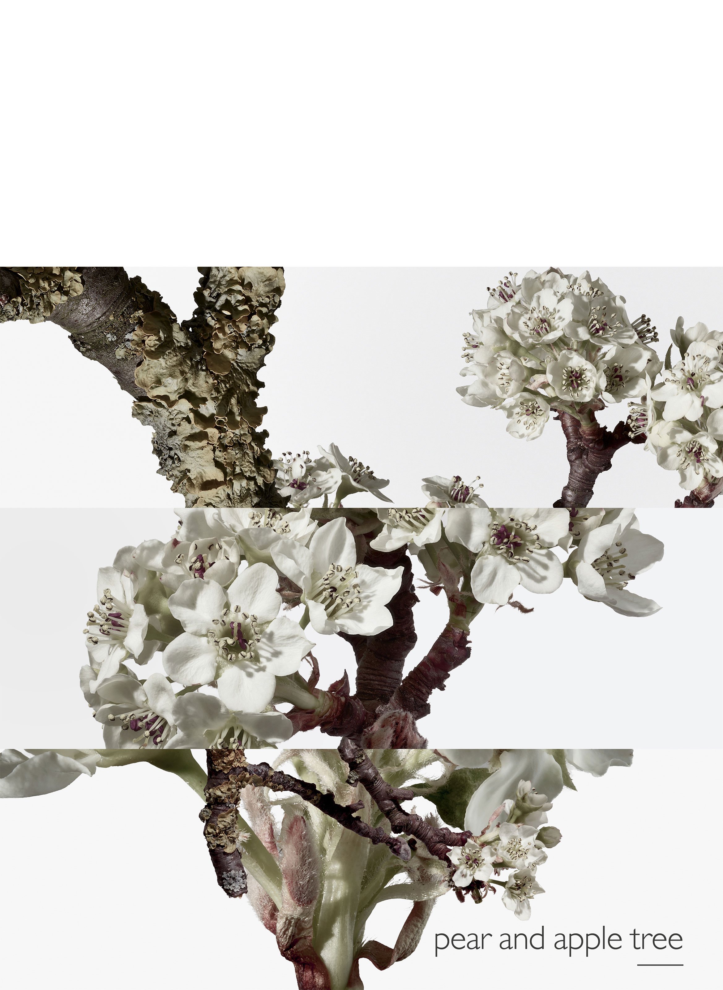 Un Jardin sur le Toit Eau de toilette HERMÈS No color