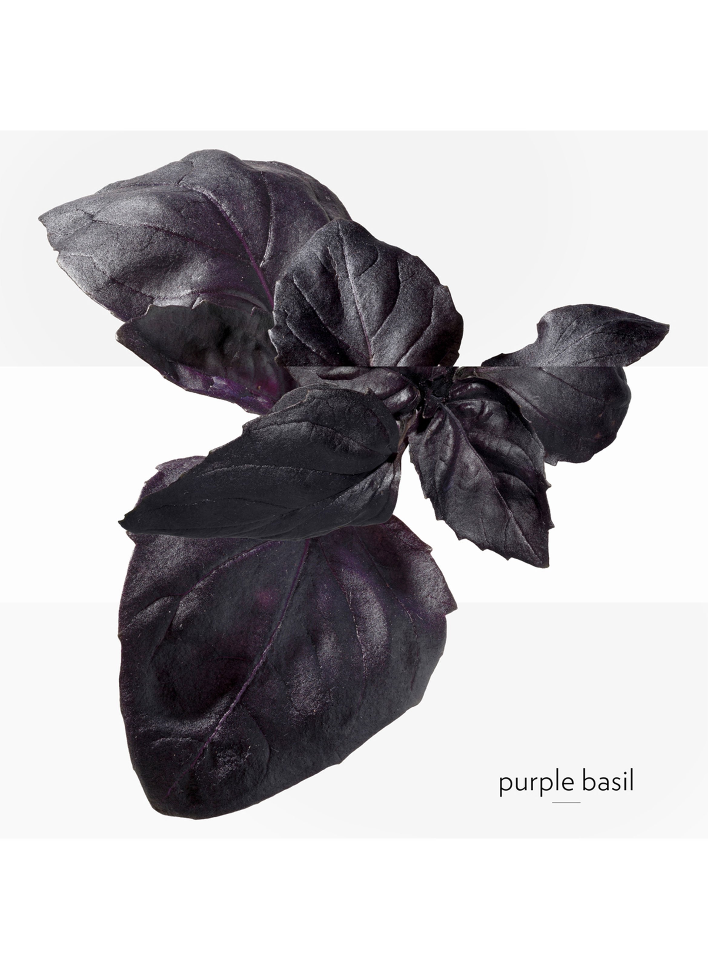 Eau de Basilic Pourpre eau de cologne HERMÈS No color