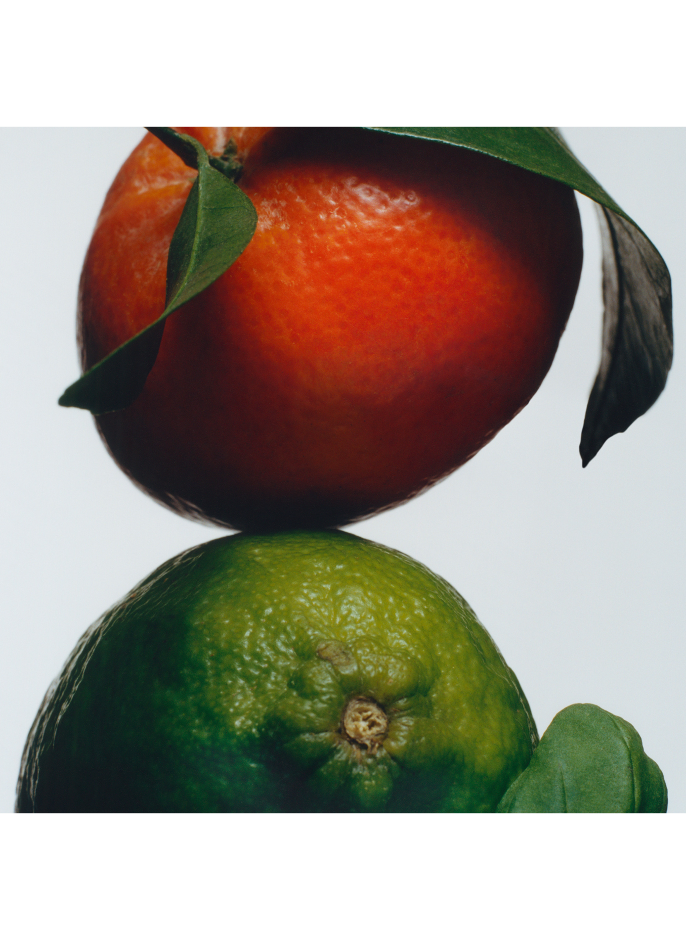 Lime Basil & Mandarin - Cologne JO MALONE LONDON No color