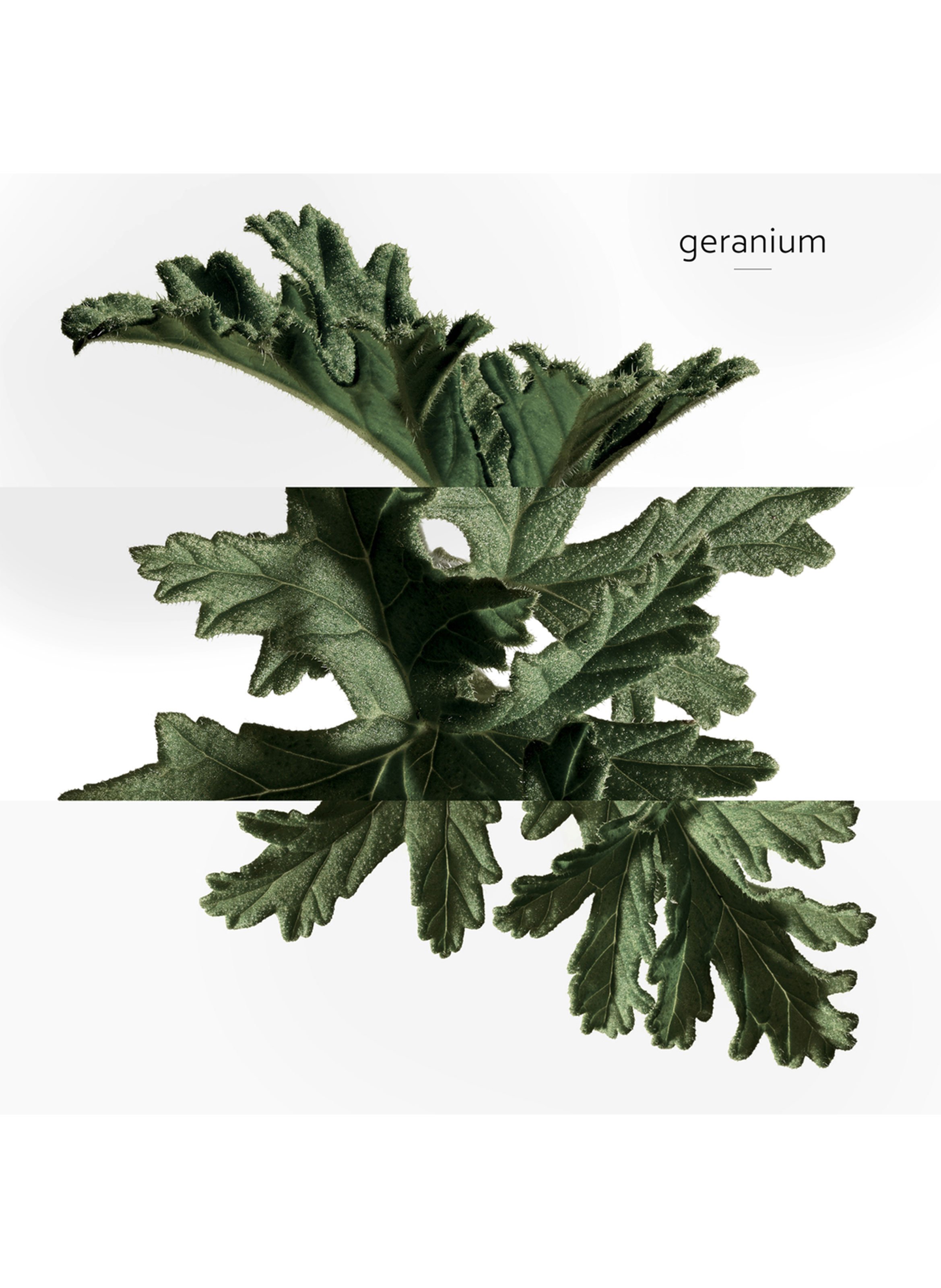 Eau de Basilic Pourpre scented soap HERMÈS No color