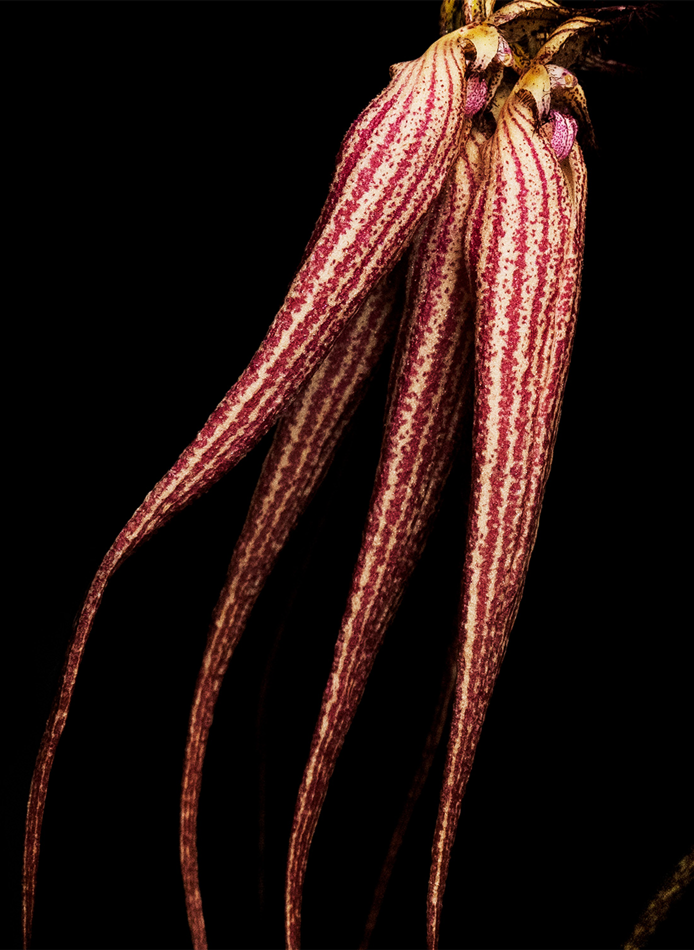 Bal D' Afrique  Eau de Parfum BYREDO No color