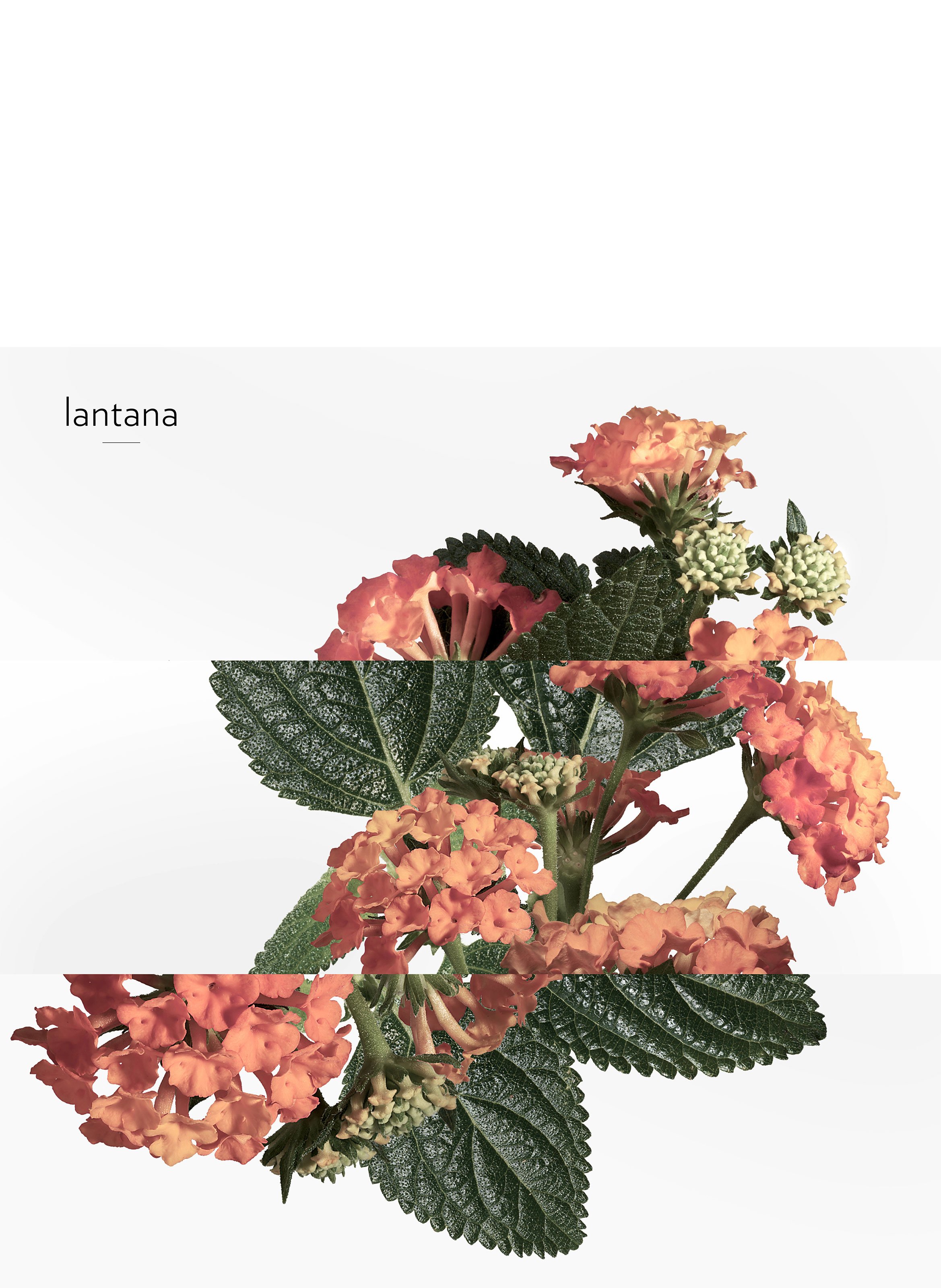 Eau de rhubarbe écarlate, Eau de Cologne Spray HERMÈS No color