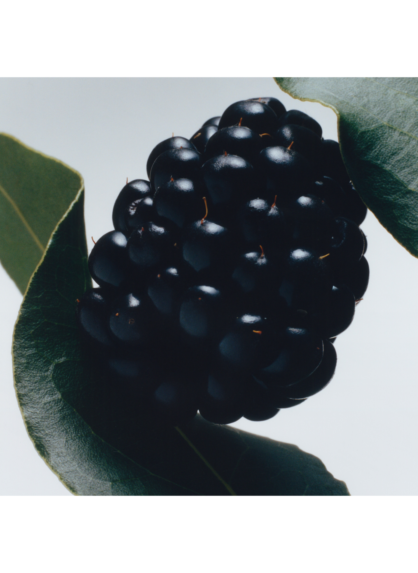 Blackberry & Bay - Cologne JO MALONE LONDON No color