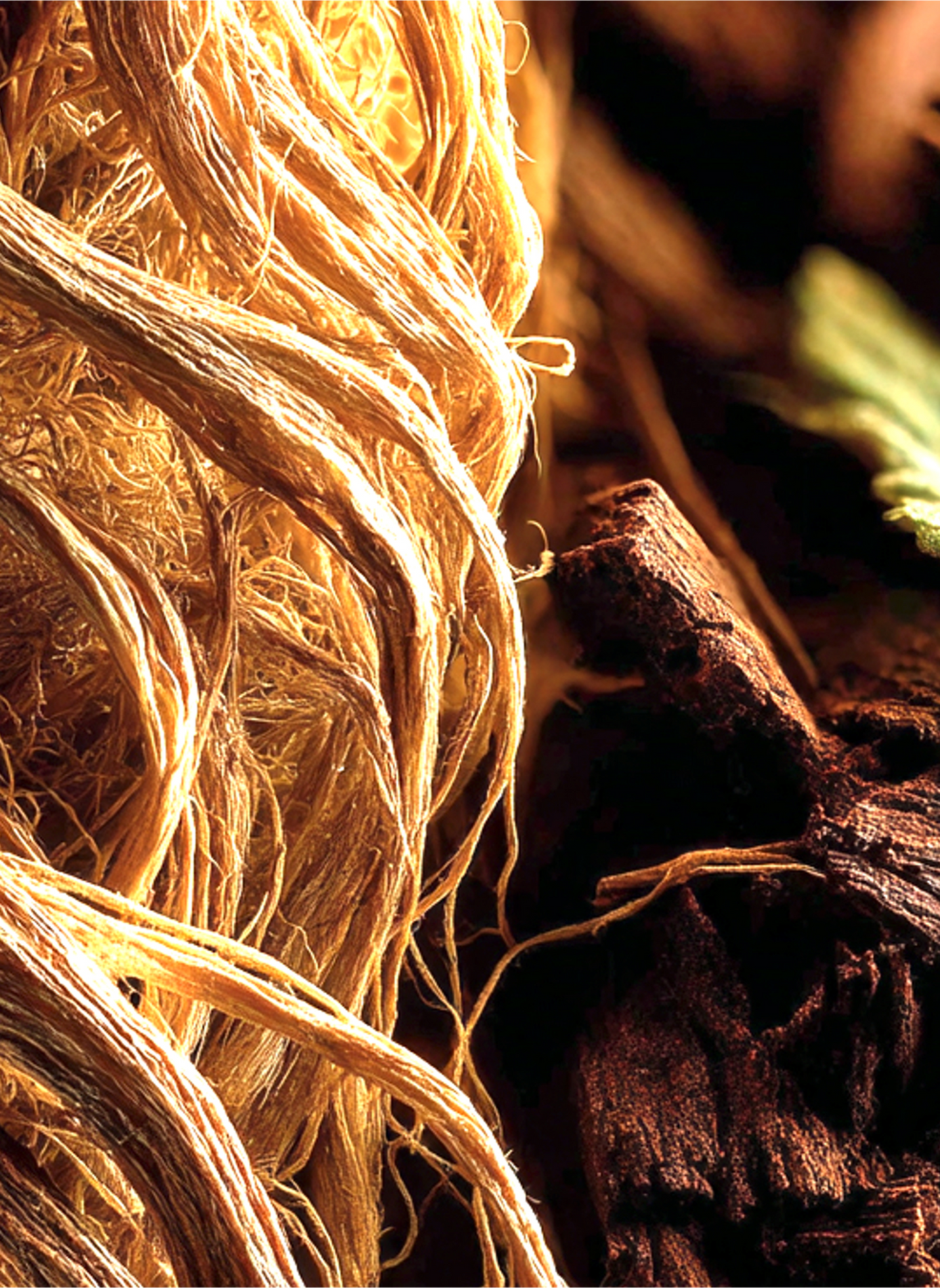 Vetiver Royal Eau de Parfum L'ATELIER PARFUM No color