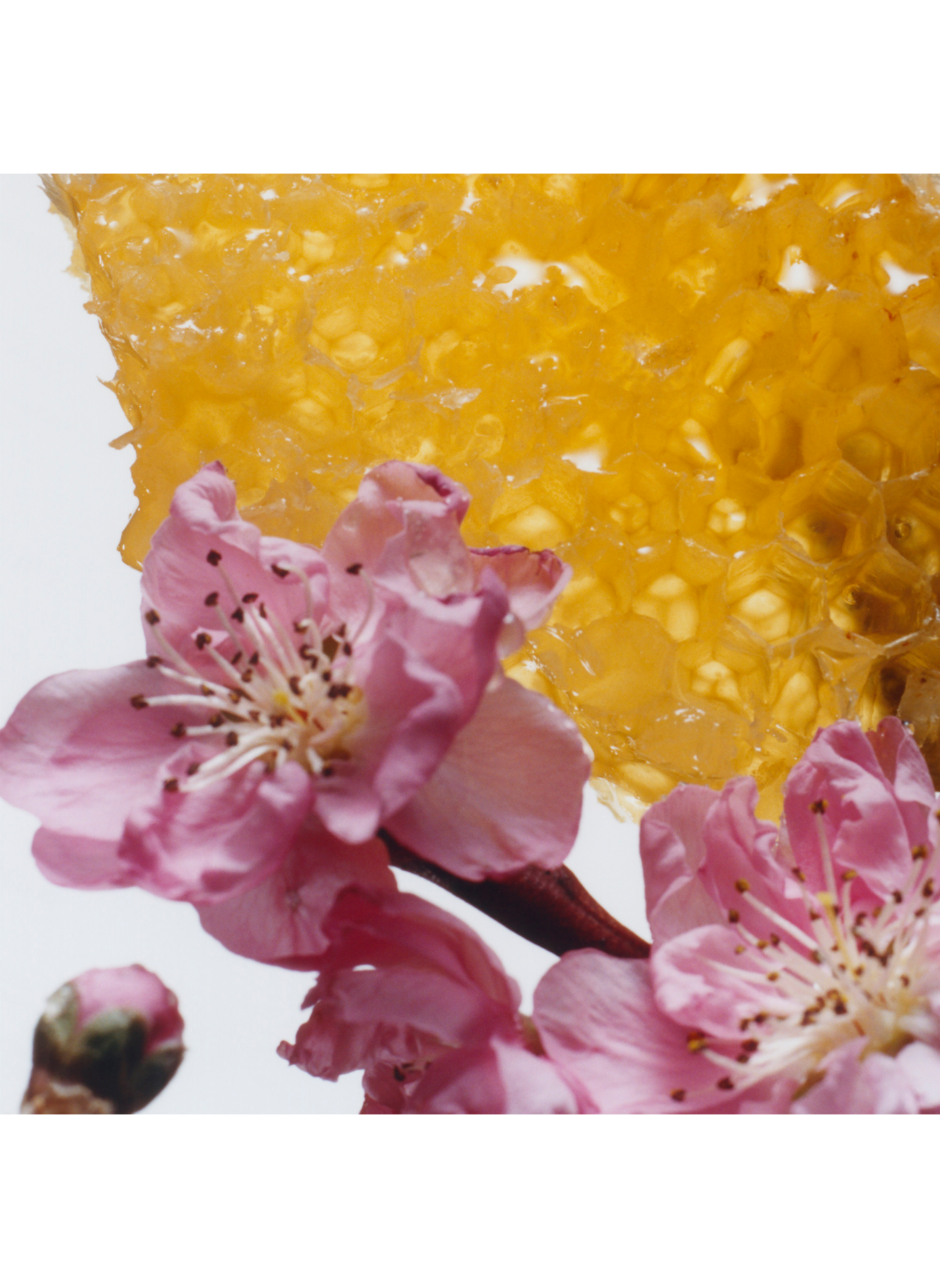 Nectarine Blossom & Honey - Cologne JO MALONE LONDON No color
