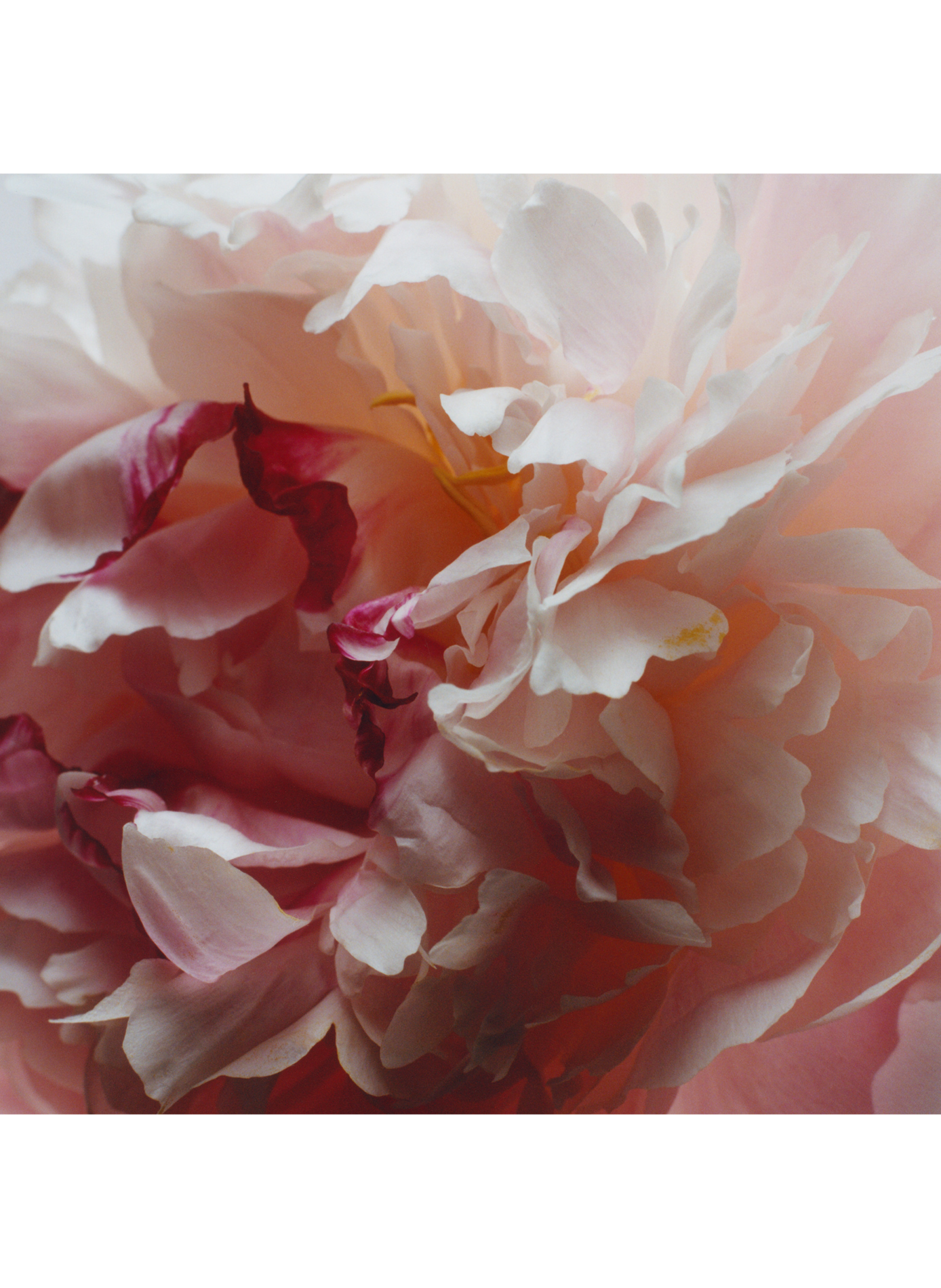 Peony Blush & Suede - Cologne JO MALONE LONDON No color