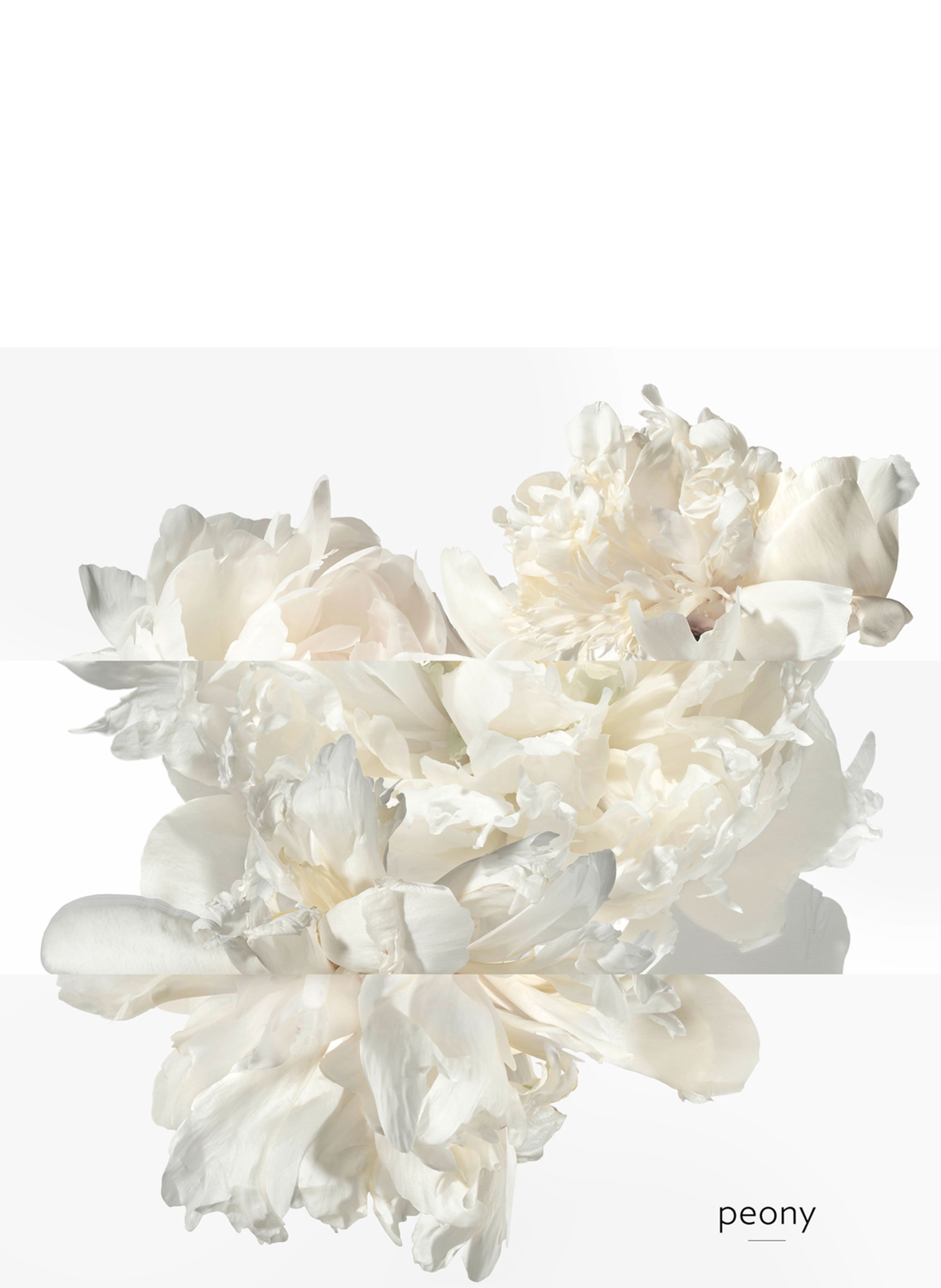 Twilly Eau Ginger eau de parfum HERMÈS No color