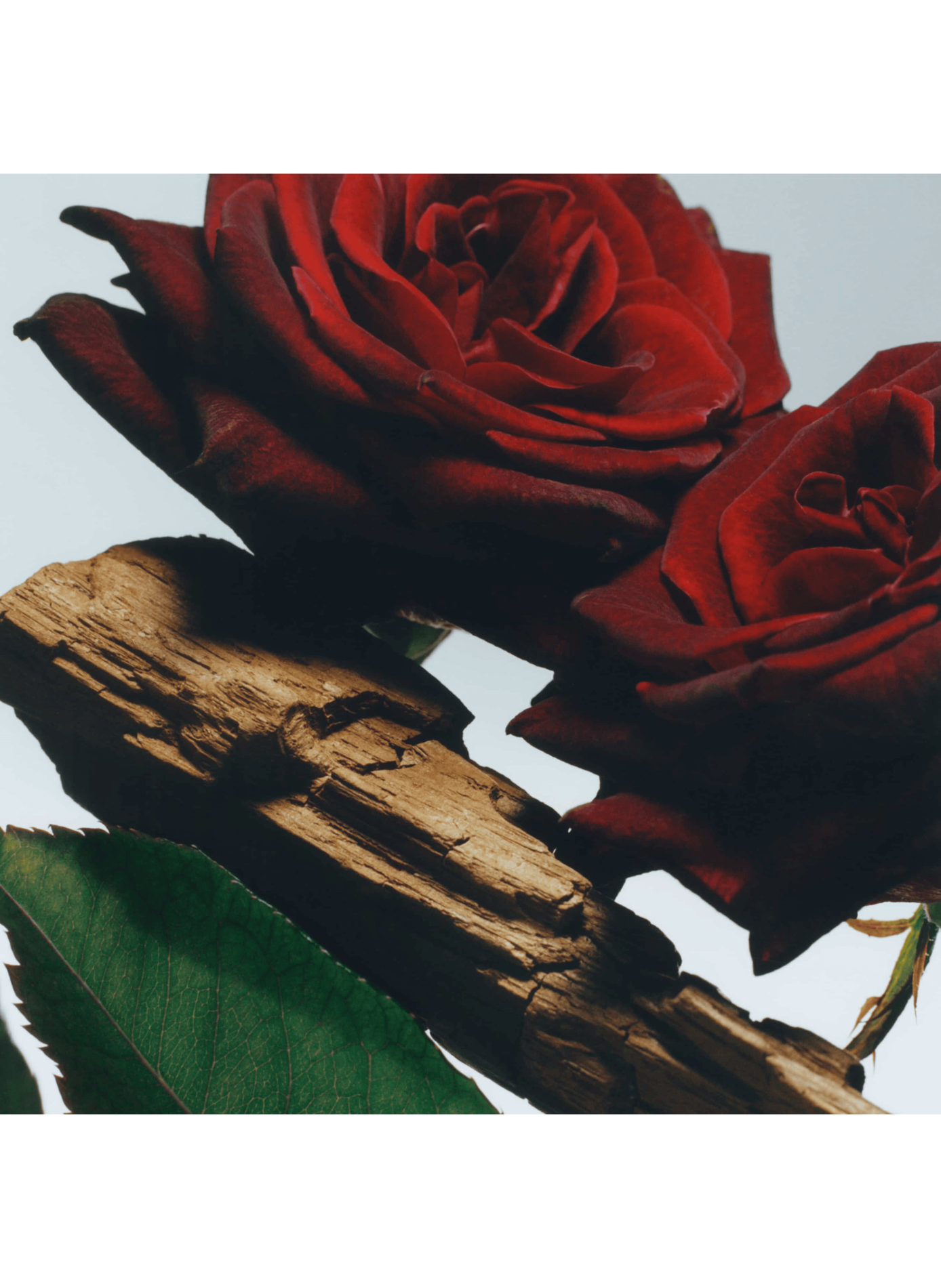 Velvet Rose & Oud - Cologne Intense JO MALONE LONDON No color
