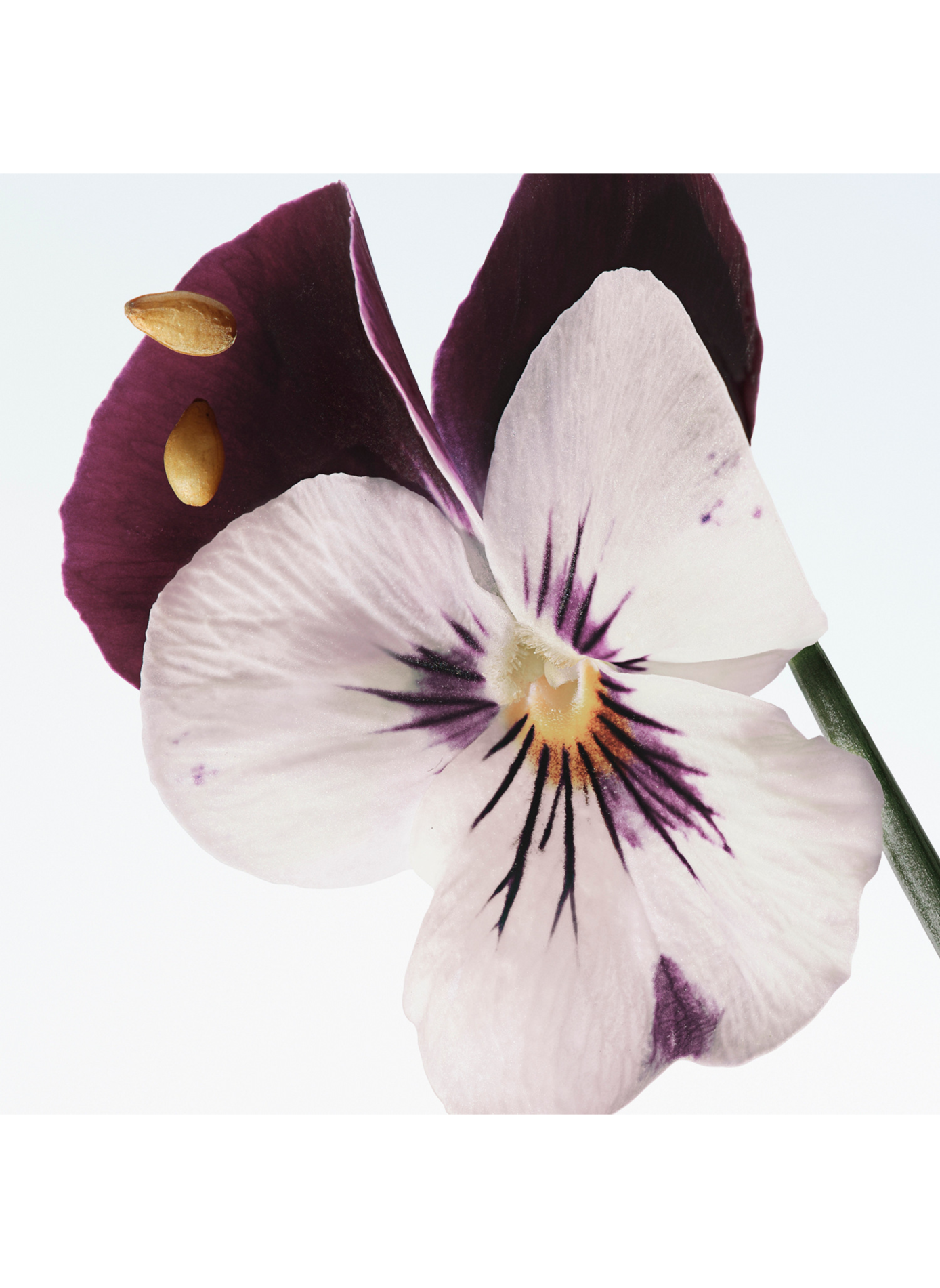 Fluweel Violet - Eau de Parfum DRIES VAN NOTEN No color