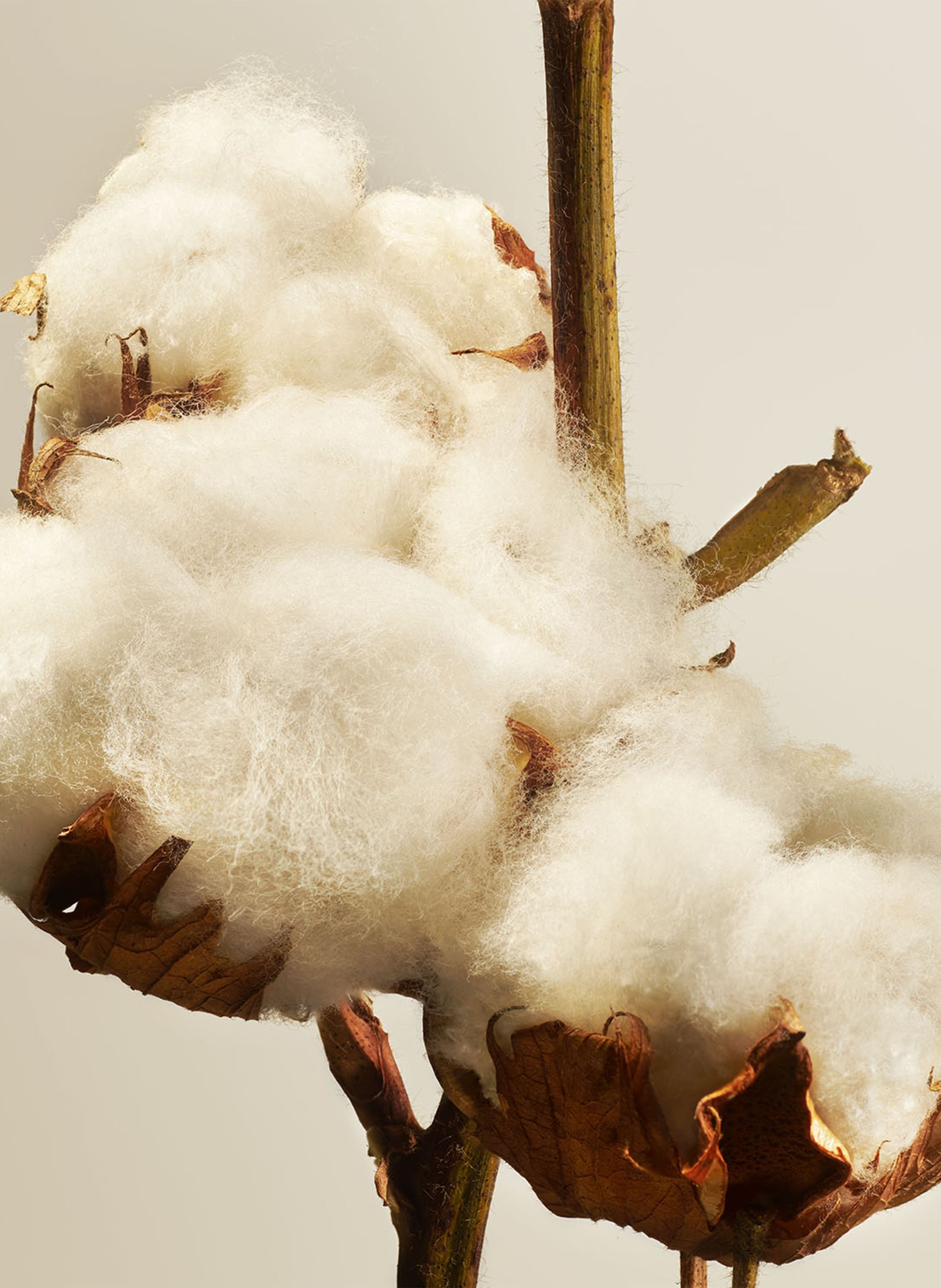 Cotton Blossom reed diffuser RITUALS No color