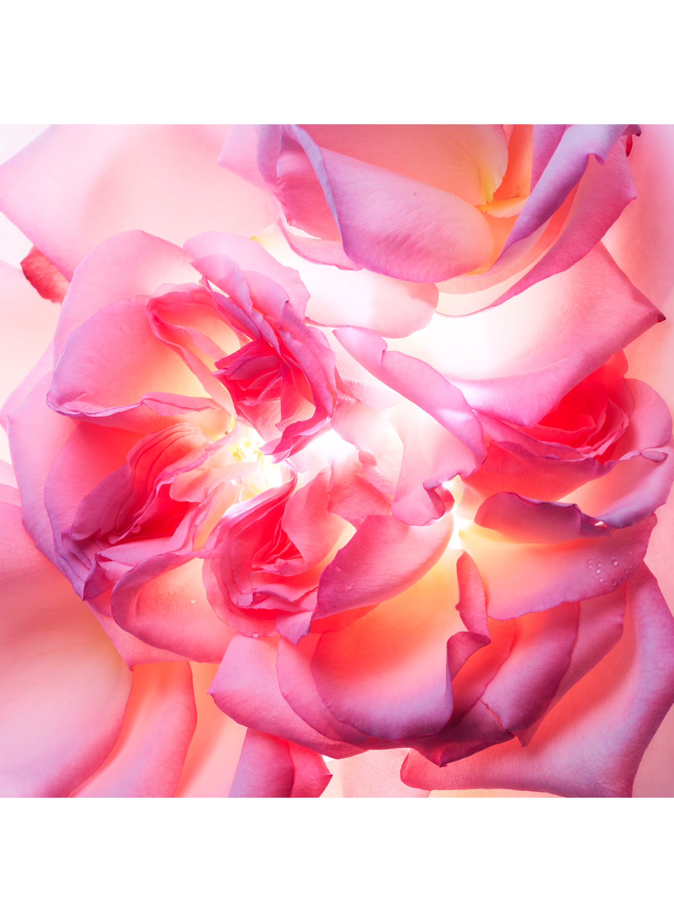Bvlgari Allegra Magnifying Rose - Eau de Parfum BVLGARI No color