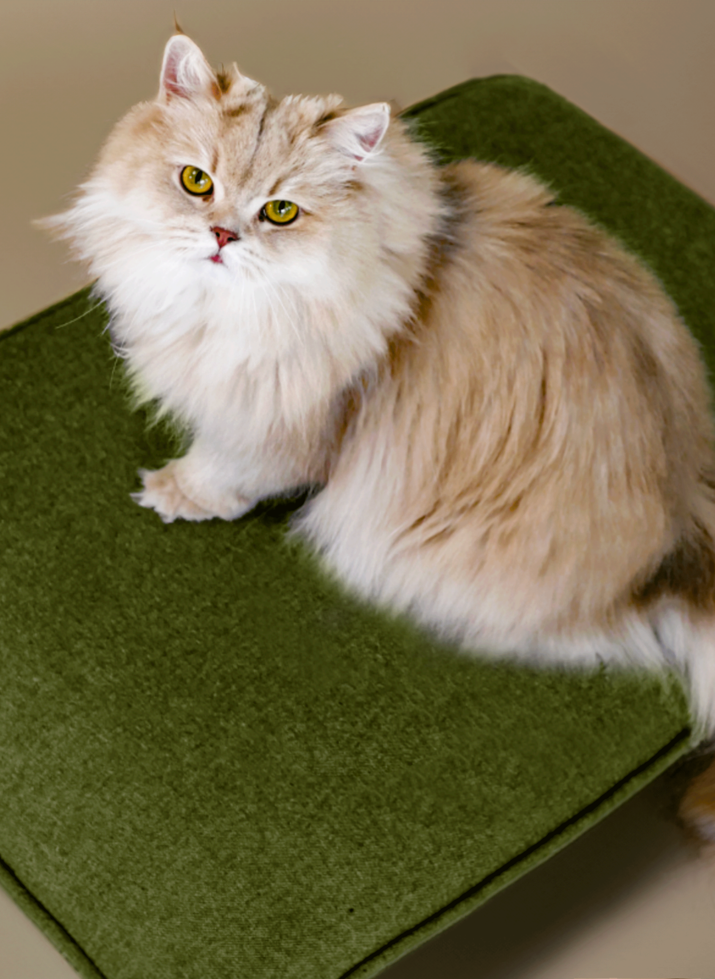Tapis pour chien ou chat Eden Vert