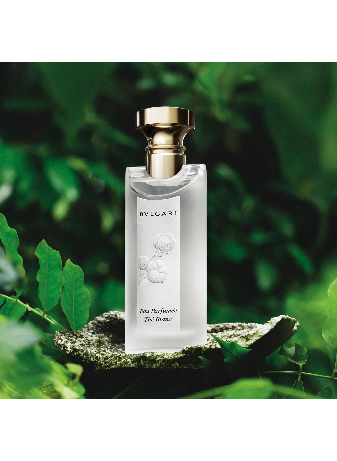 Eau Parfumée Thé Blanc Coffret - Eau de Toilette BVLGARI No color
