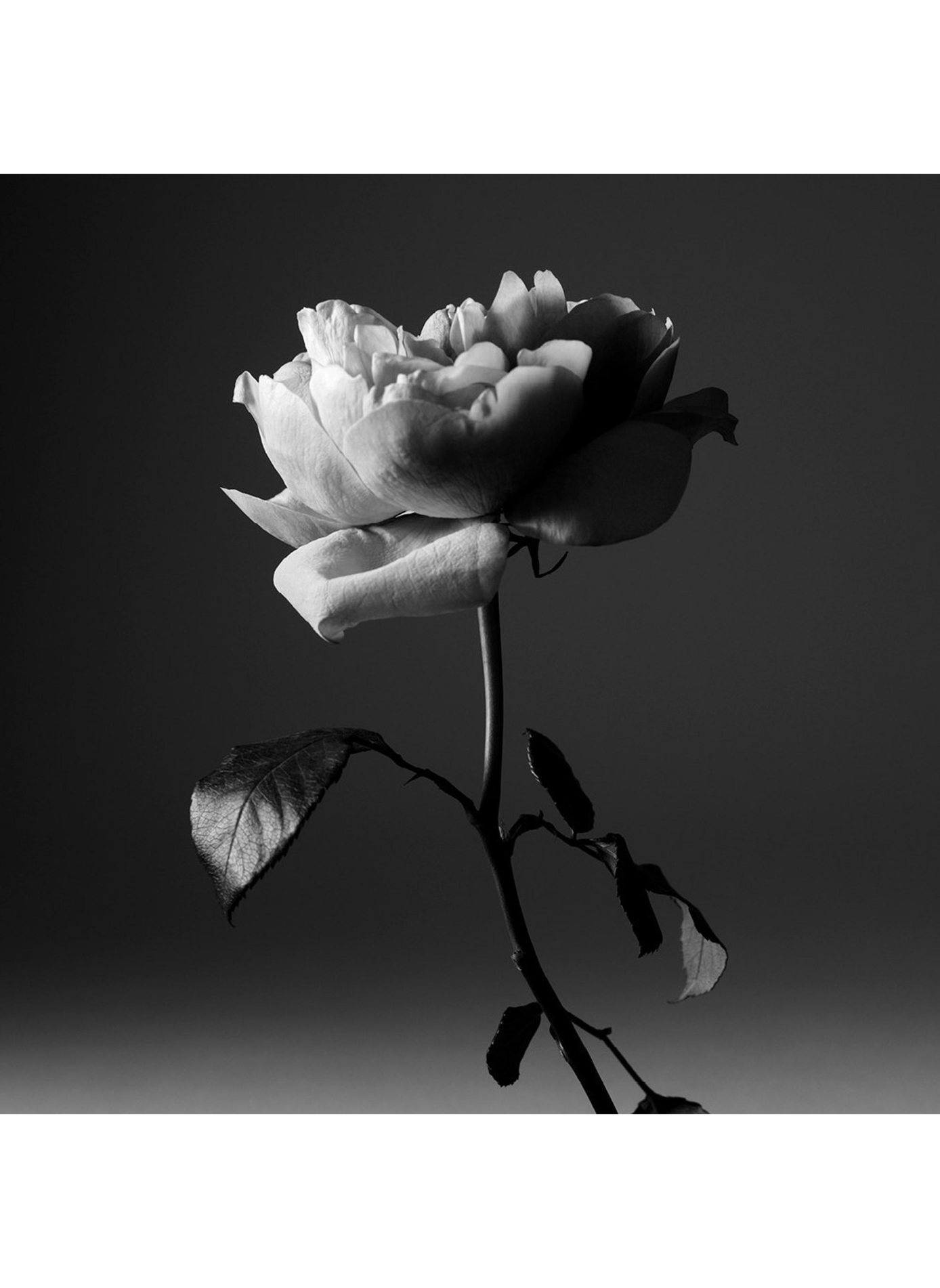 Portrait of a Lady - By Dominique Ropion EDITIONS DE PARFUMS FREDERIC MALLE No color