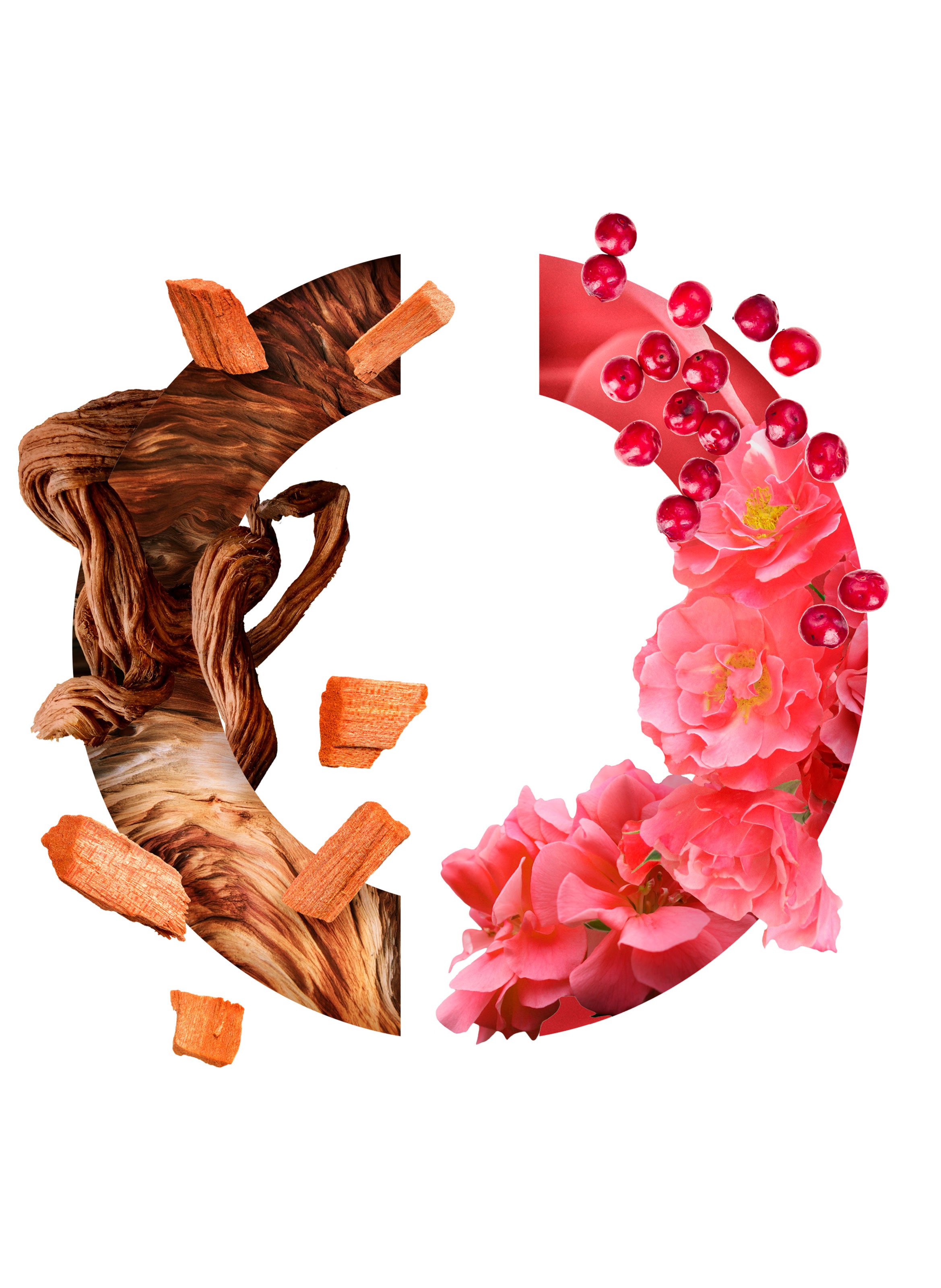 Eau de Parfum - Santal Précieux CARON No color