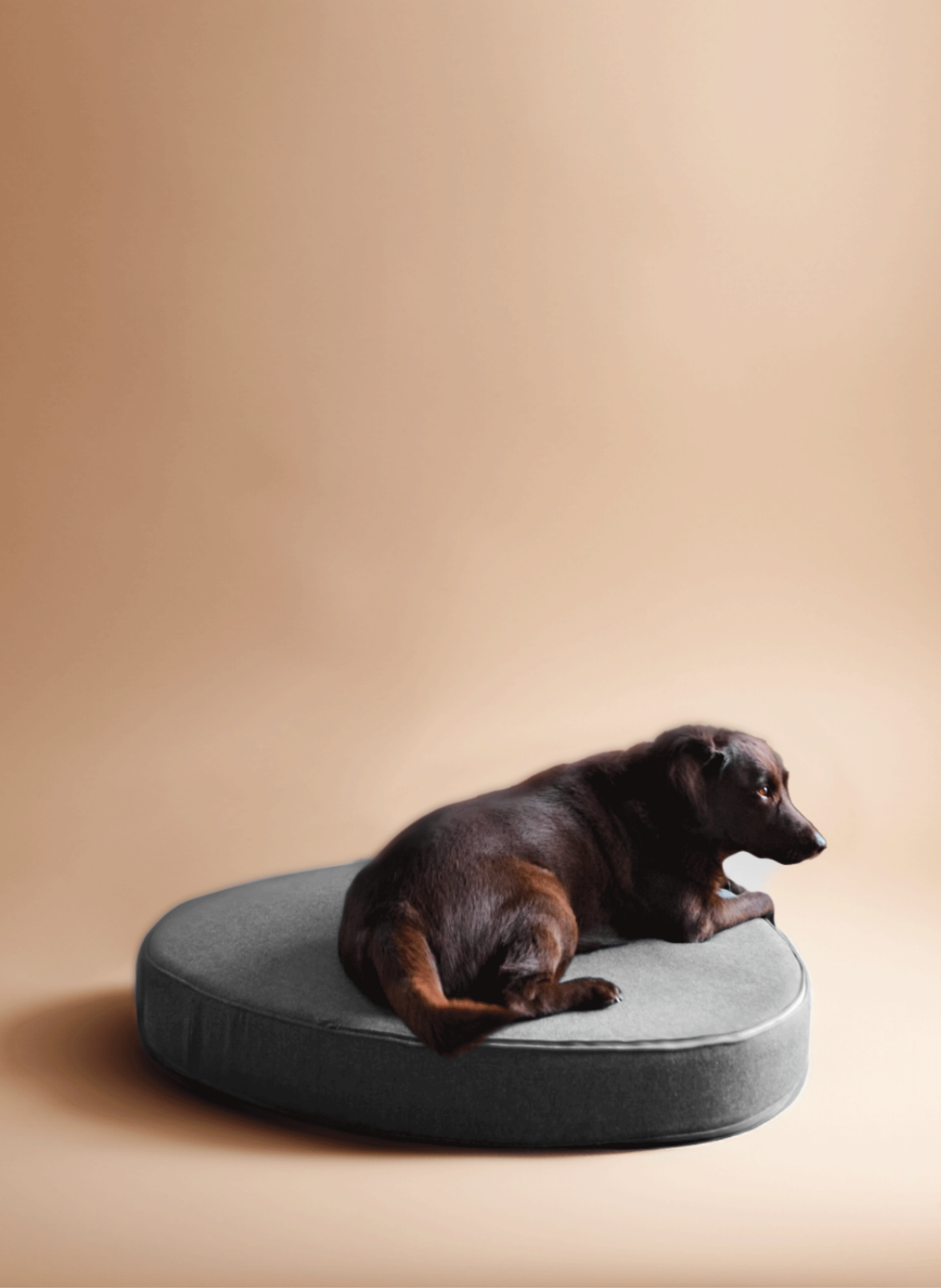 Tapis pour chien ou chat Cocoon BOGAREL Gris