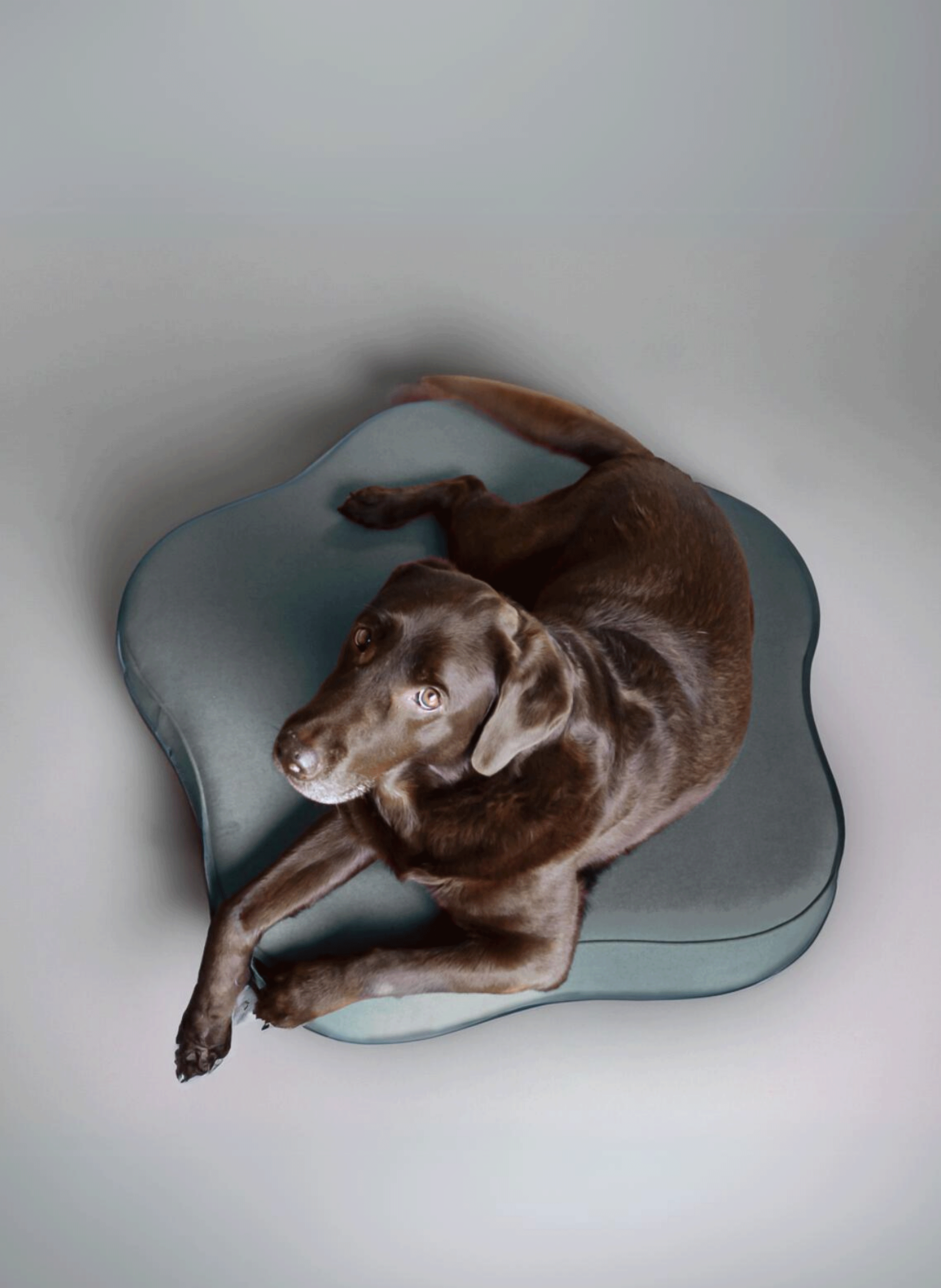 Harmony dog or cat bed Grey