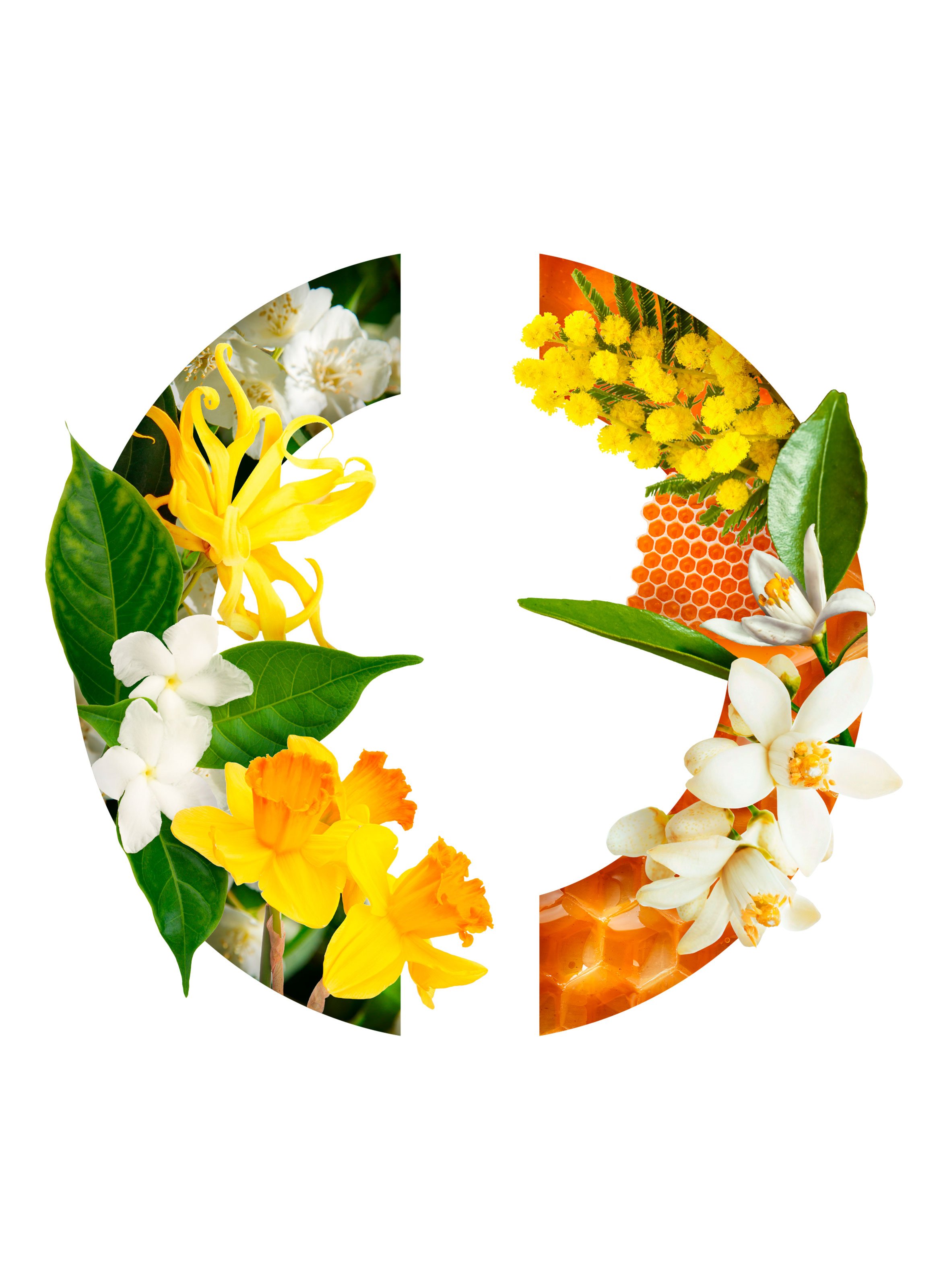 Eau de Parfum - Pois De Senteur CARON No color