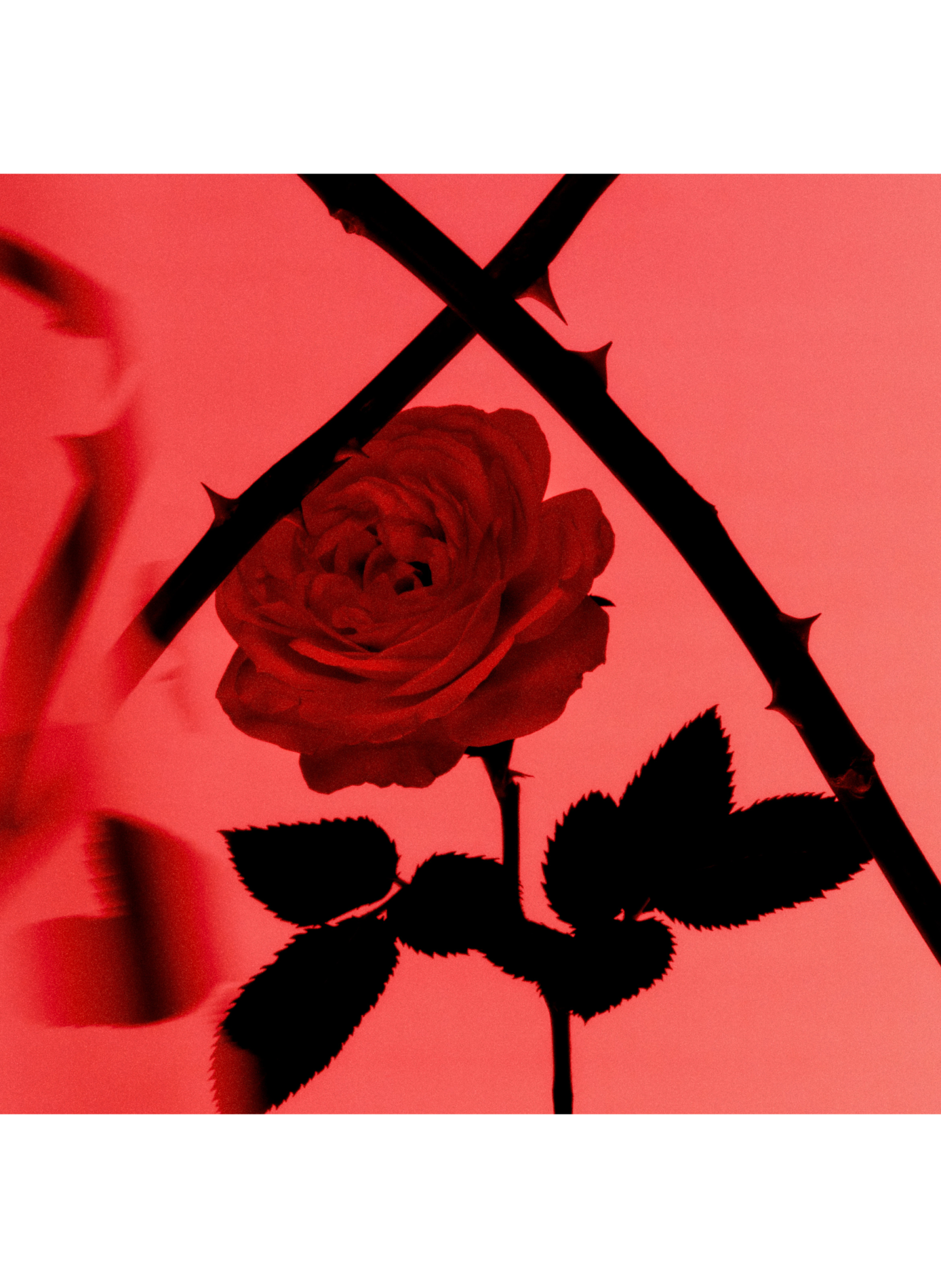 Contre-Jour - Annick Menardo EDITIONS DE PARFUMS FREDERIC MALLE No color