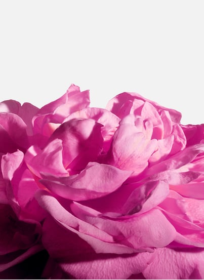 Radical Rose - Extract MATIERE PREMIERE Radical Rose - Extract MATIERE PREMIERE