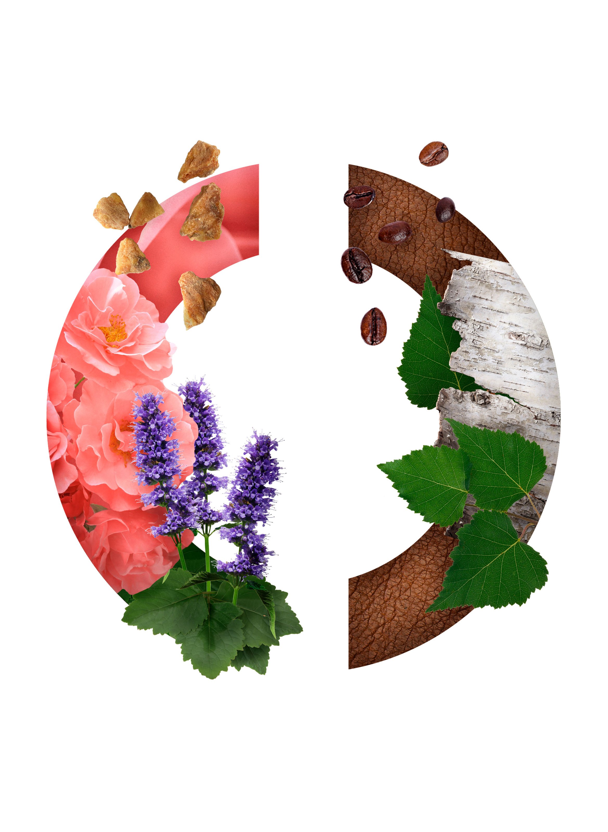 Eau de Parfum - Rose Ébène CARON No color