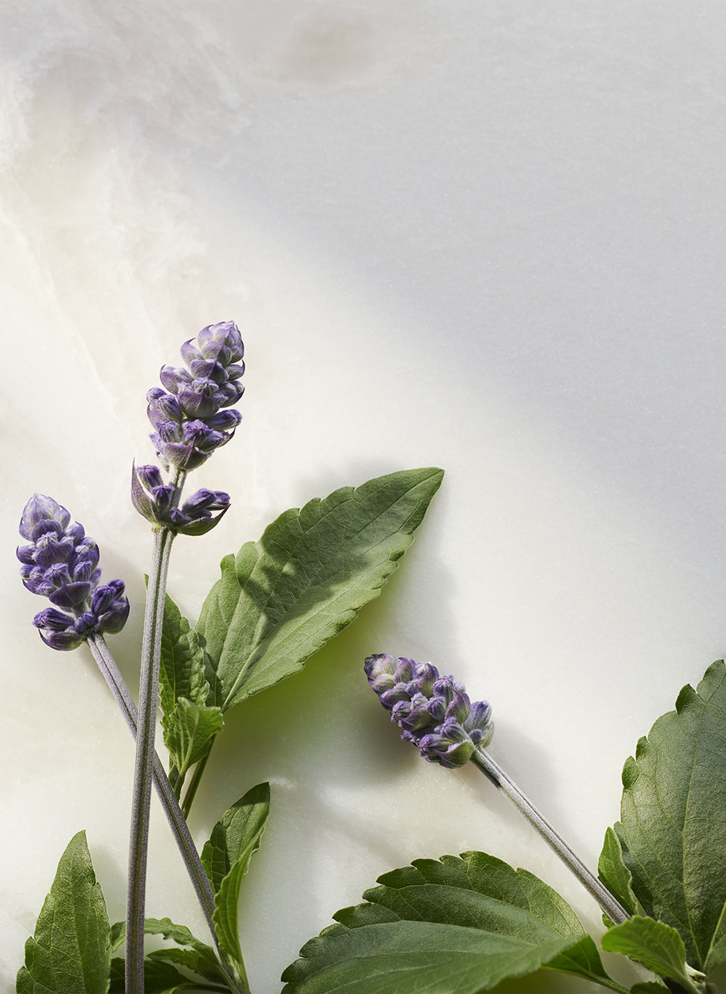 The ritual of Namaste - Coffret découverte No color