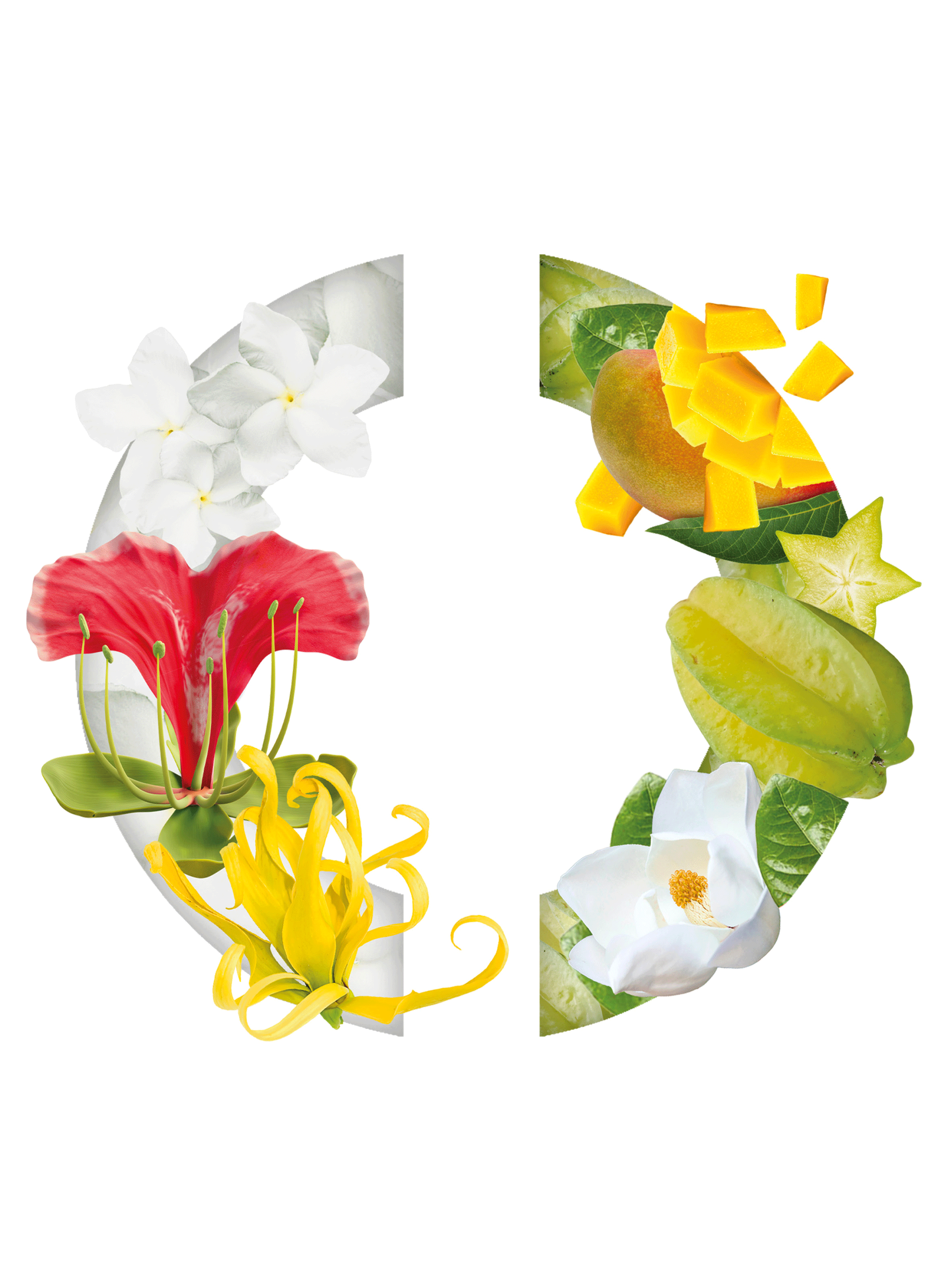 Eau de Parfum - Belle de Niassa CARON No color