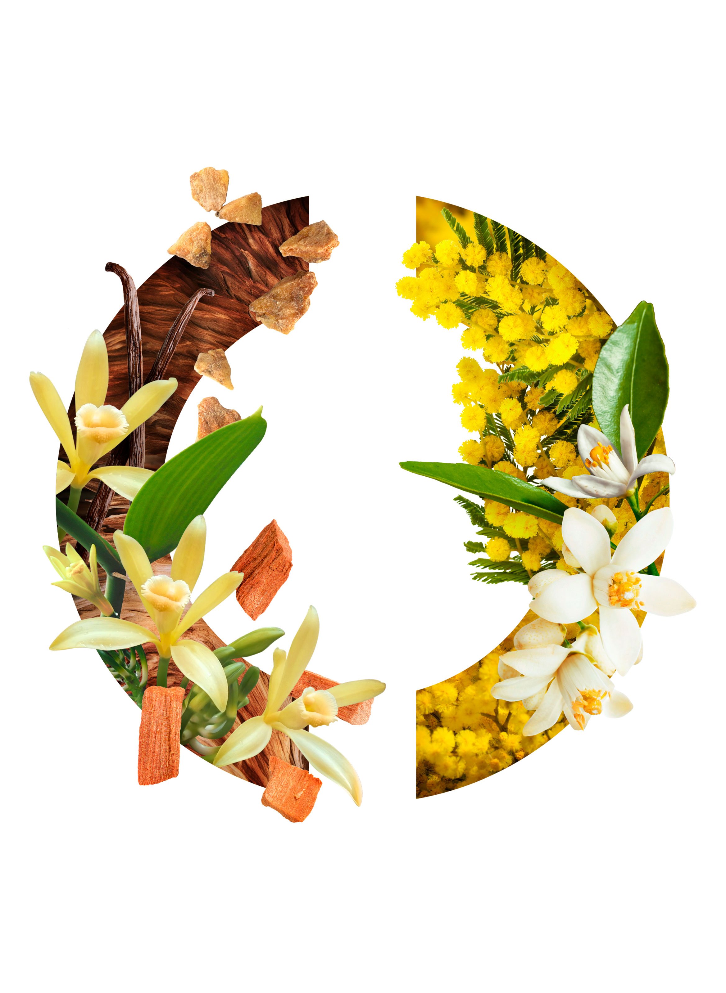 Eau de parfum - Montaigne No color