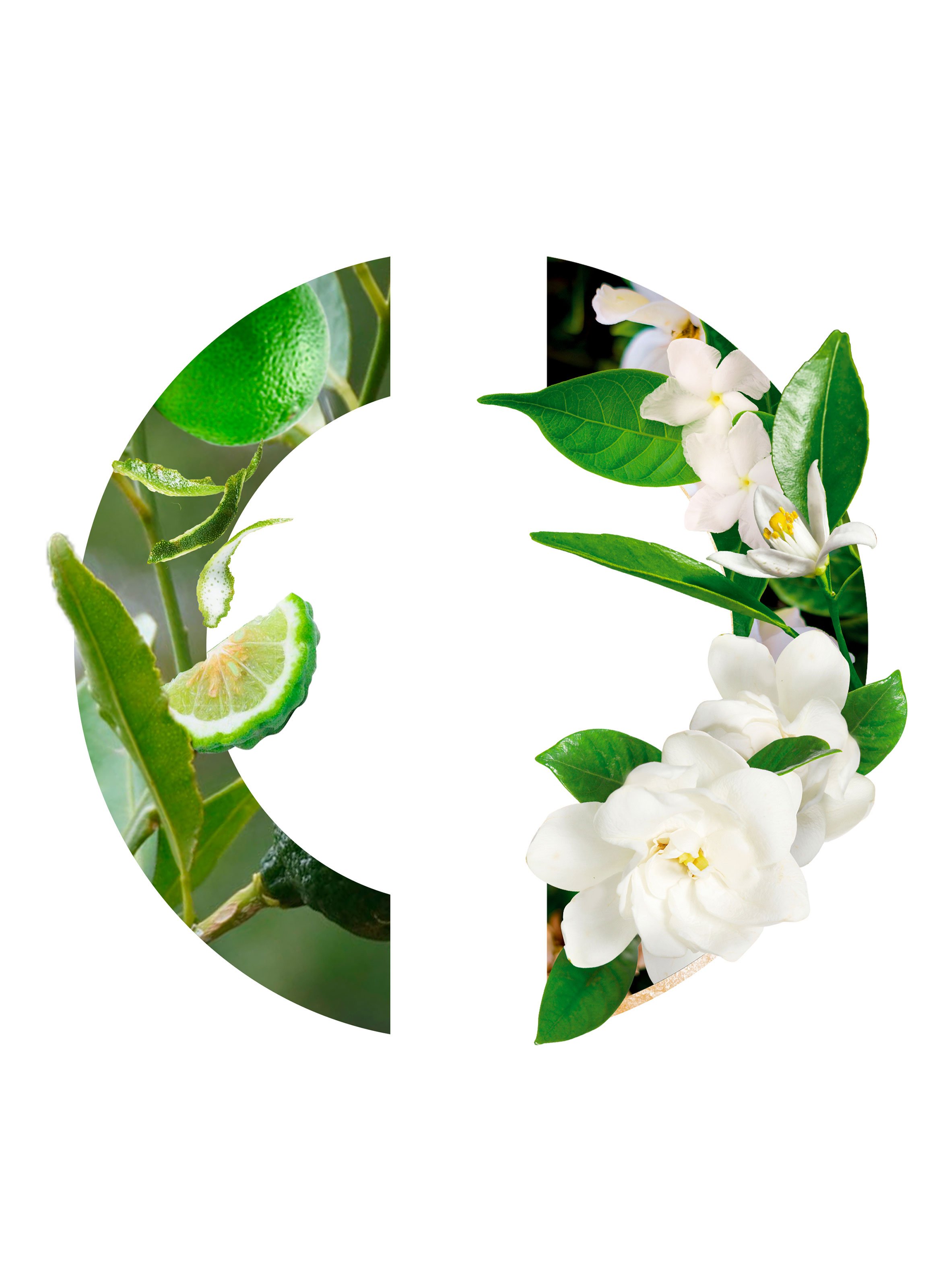 Eau de Toilette - Eau De Rocaille No color