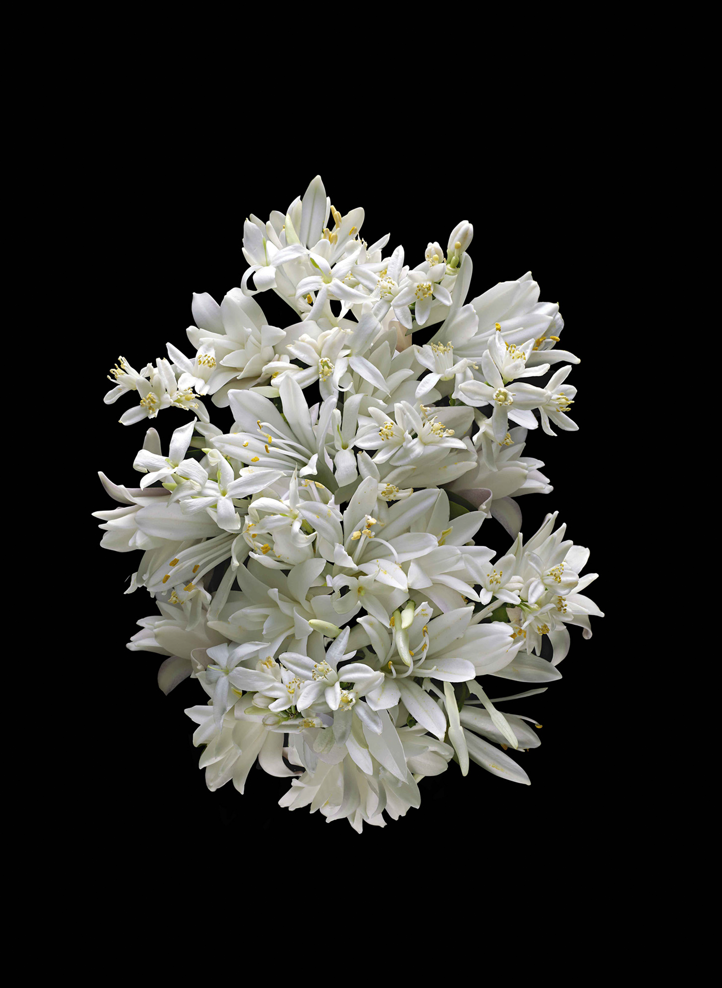 The Icon Set Love Don&#039;t Be Shy - Coffret Eau de Parfum No color