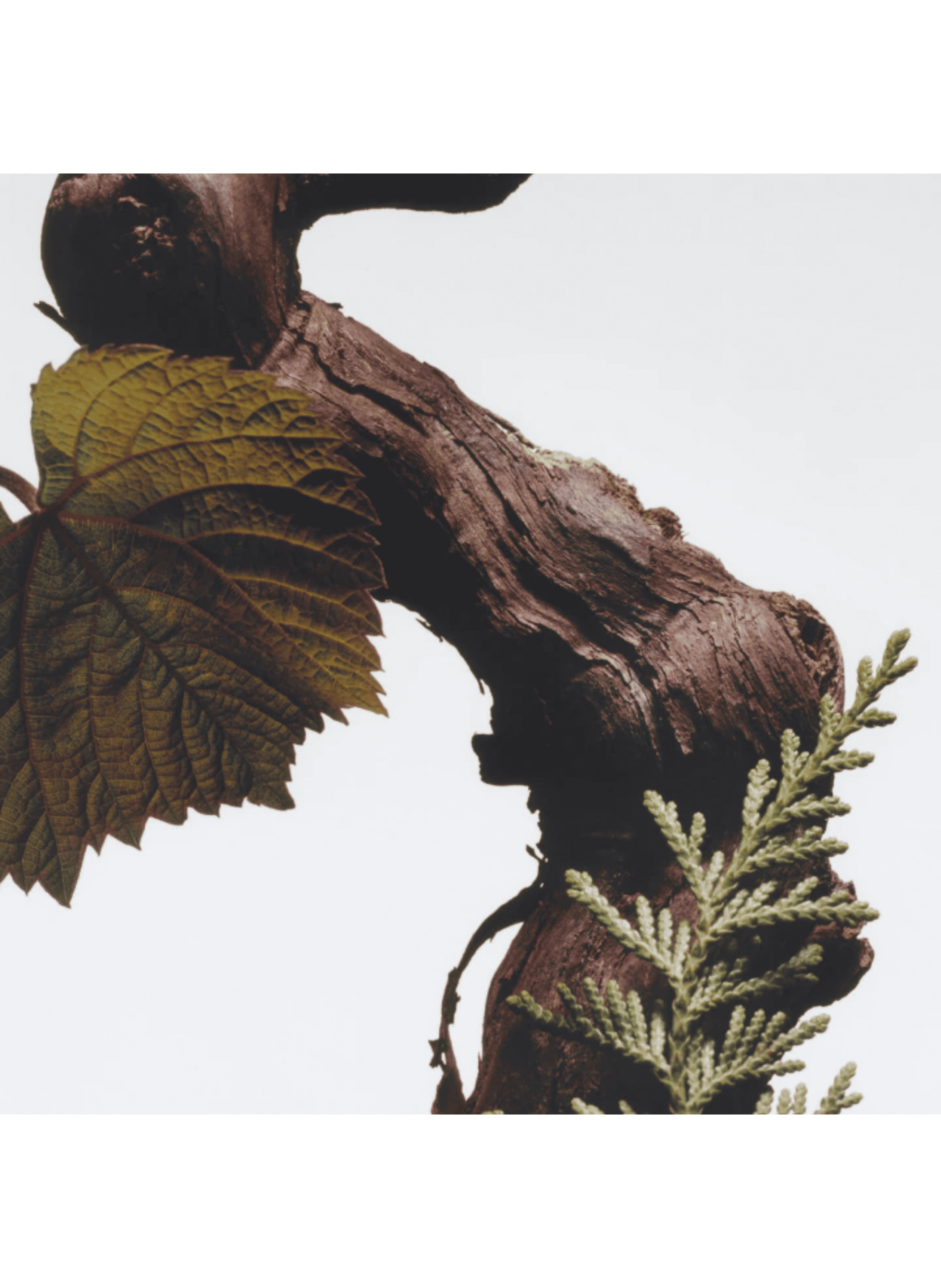 Cypress & Grapevine - Body Mist JO MALONE LONDON No color