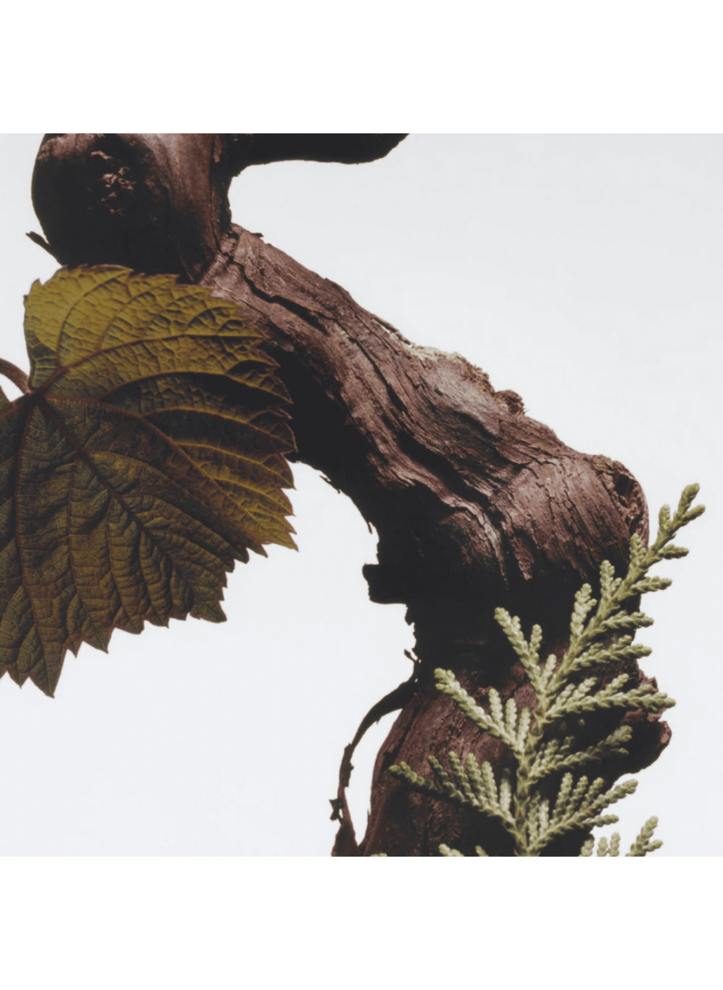 Cypress & Grapevine - Scented Candle JO MALONE LONDON No color