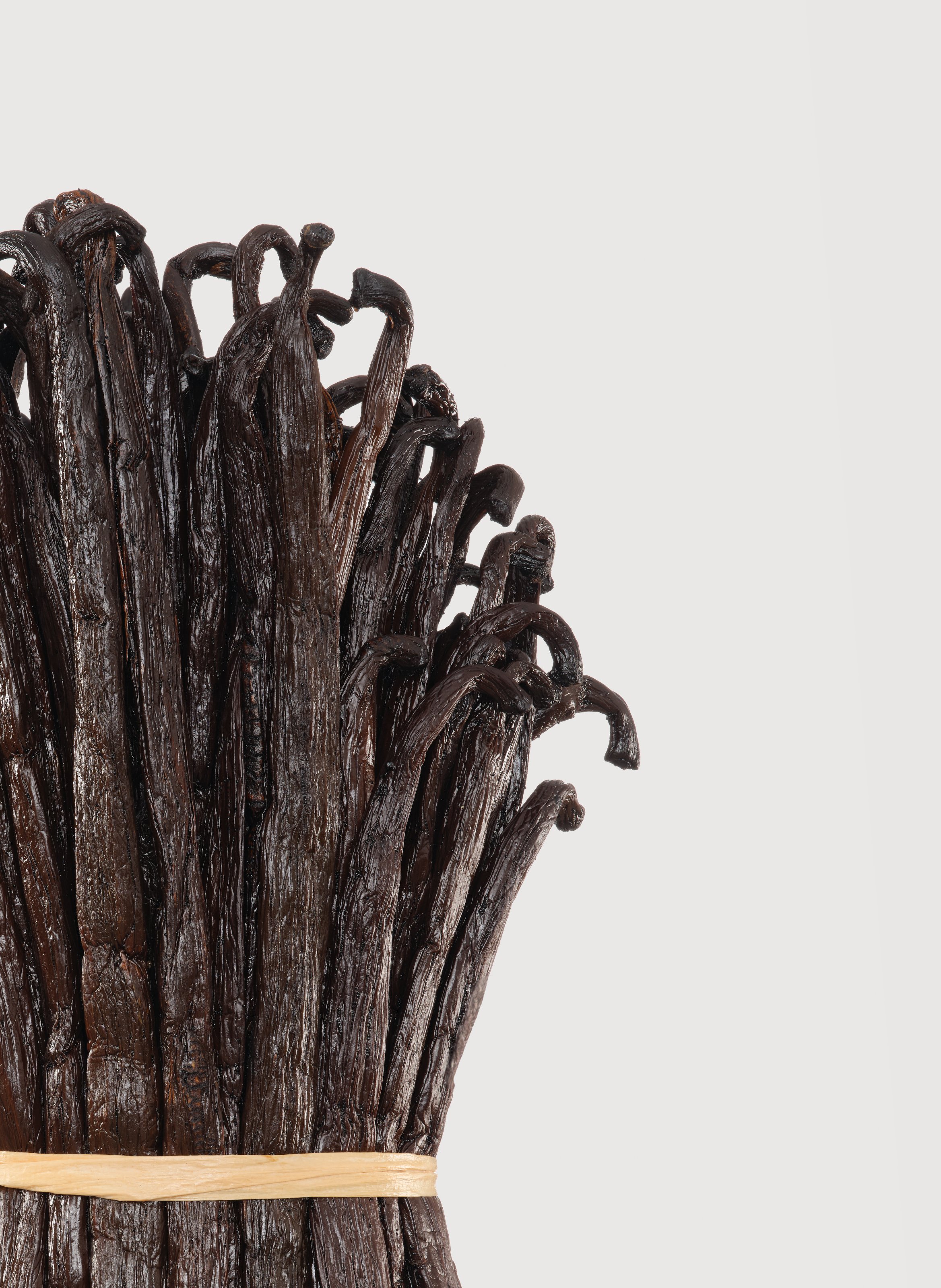 Vanilla Powder - Extrait MATIERE PREMIERE No color