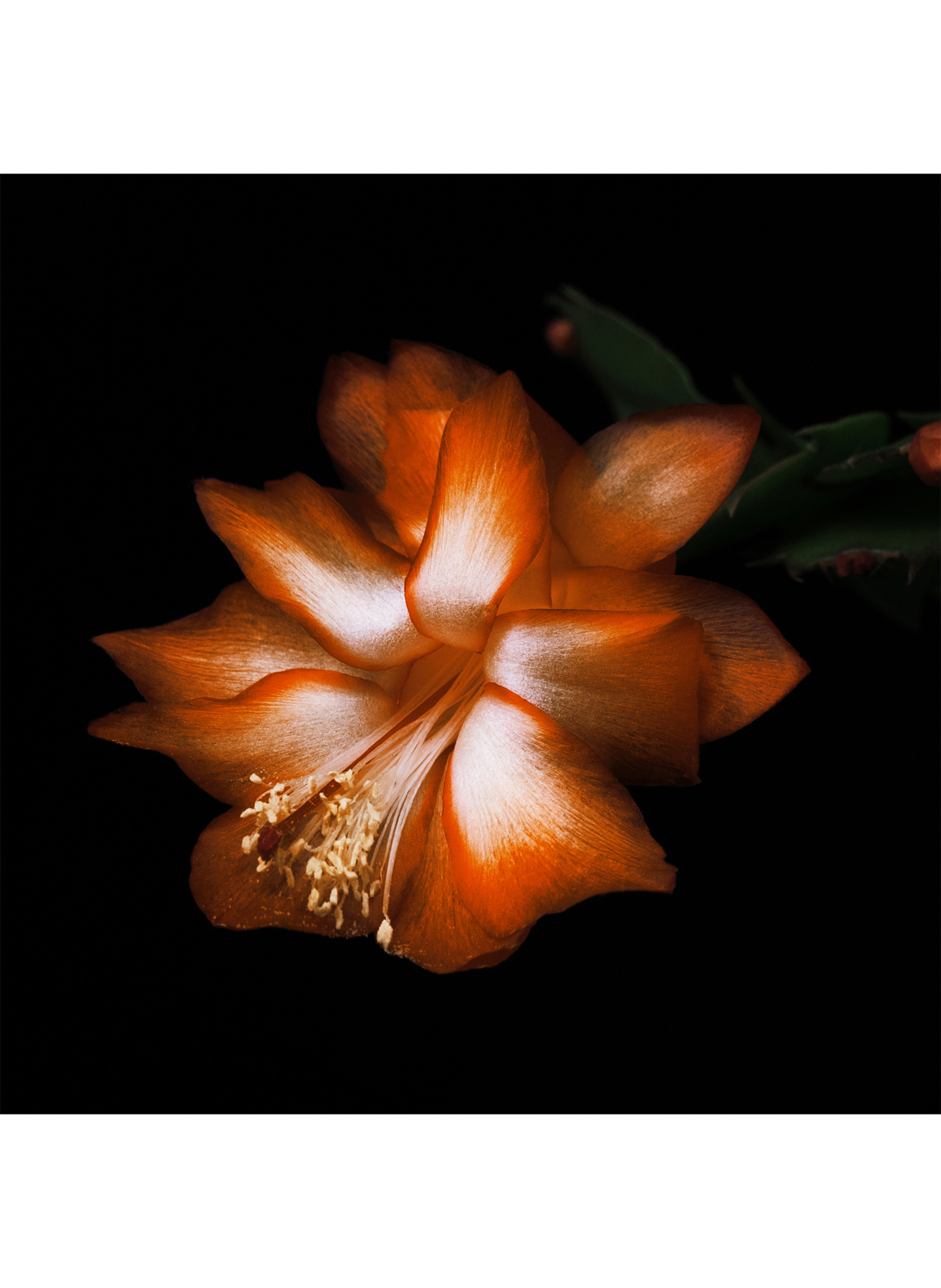 Black Saffron - Absolu de Parfum BYREDO No color