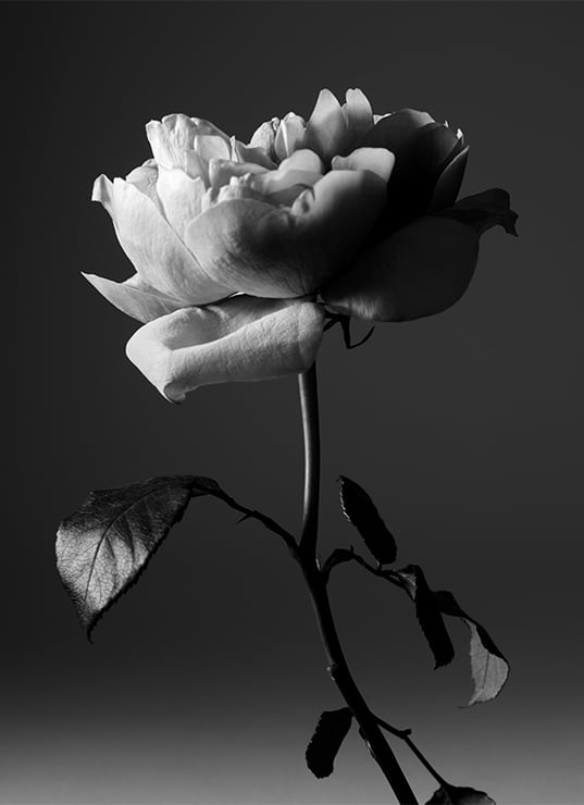 Portrait of a Lady¿: plus qu’un parfum, une icône