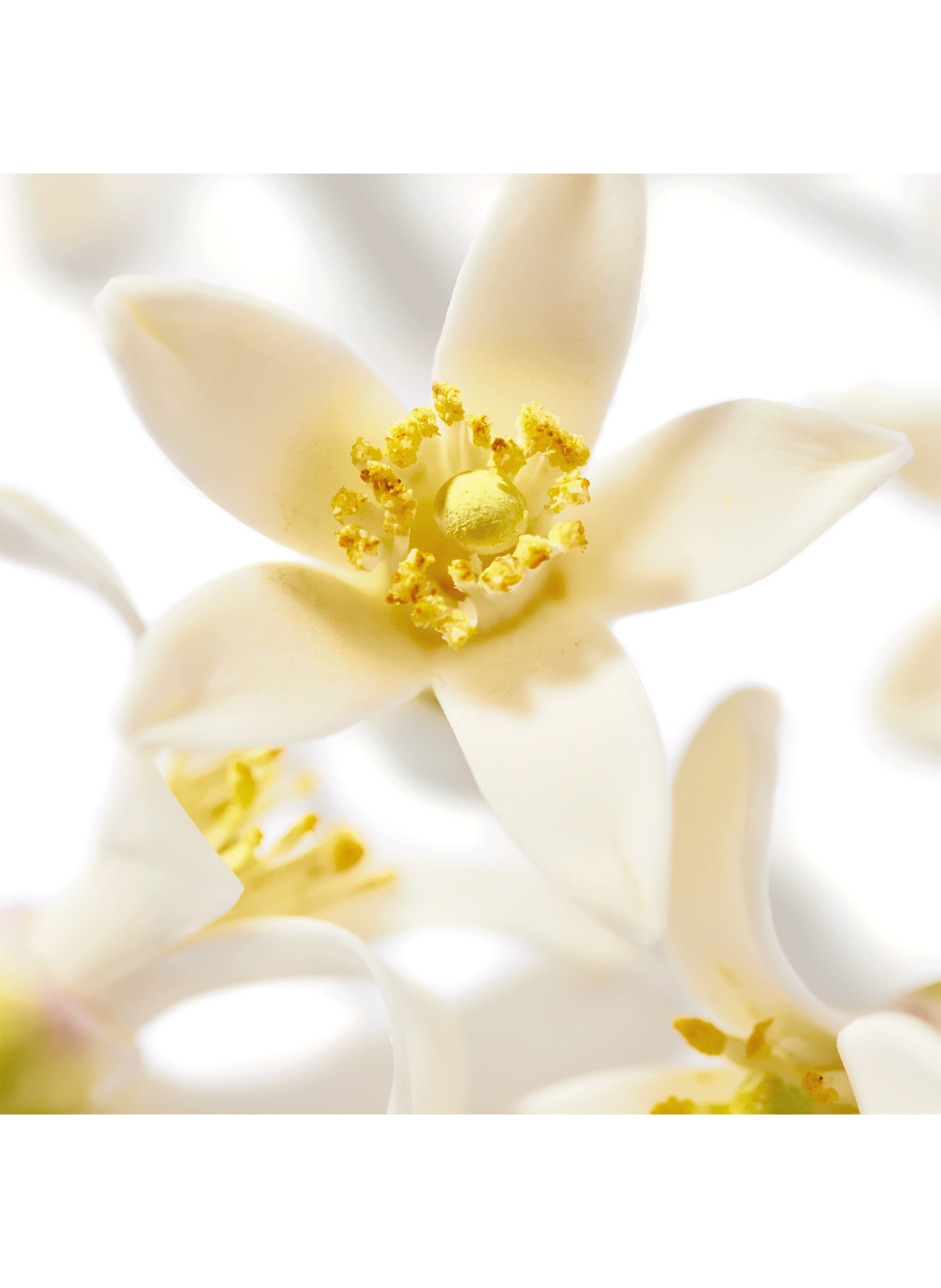 Prodigieux®Néroli Le parfum NUXE No color