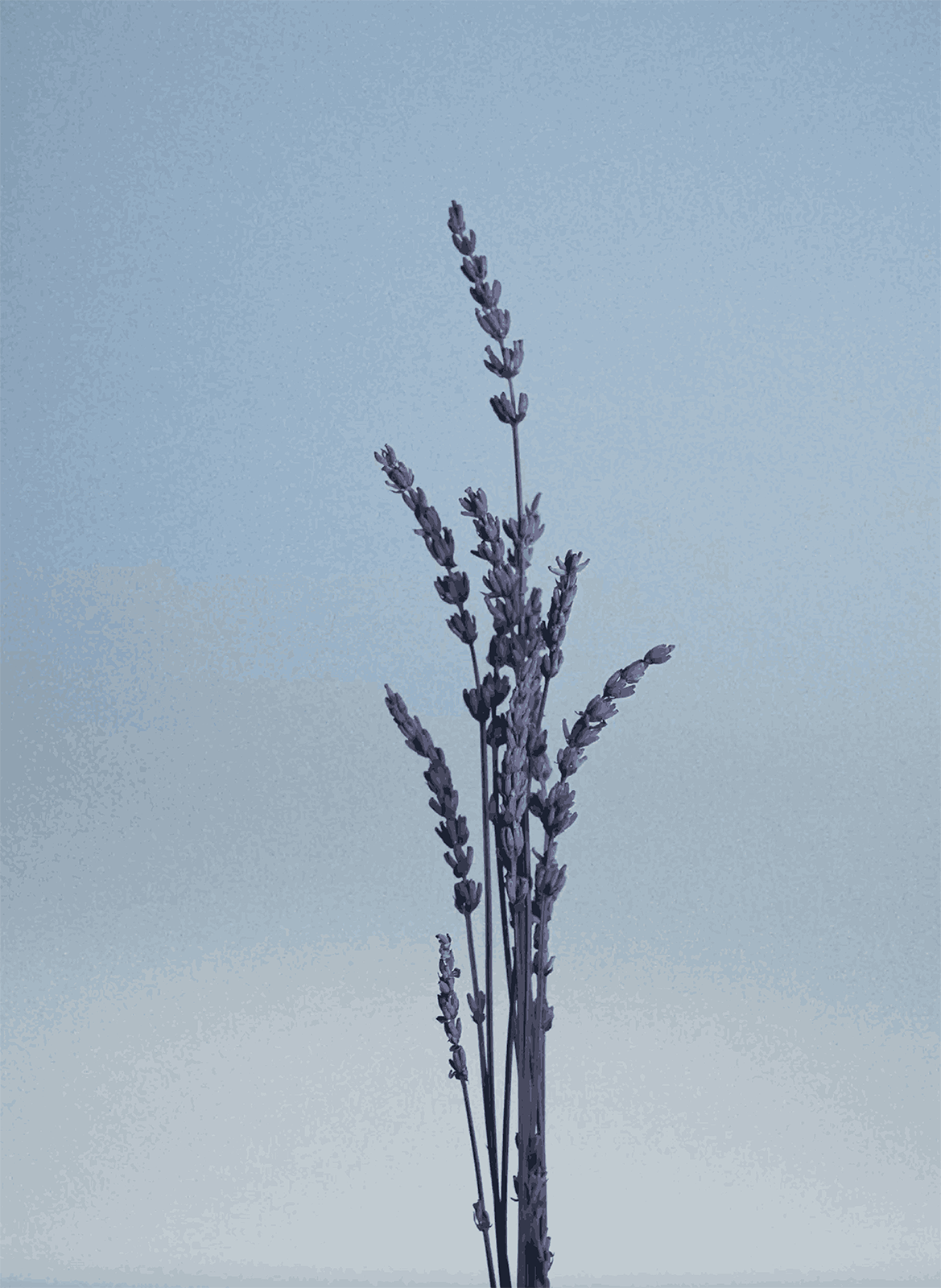 Eau de toilette - Pour Un Homme De CARON Le Matin CARON No color