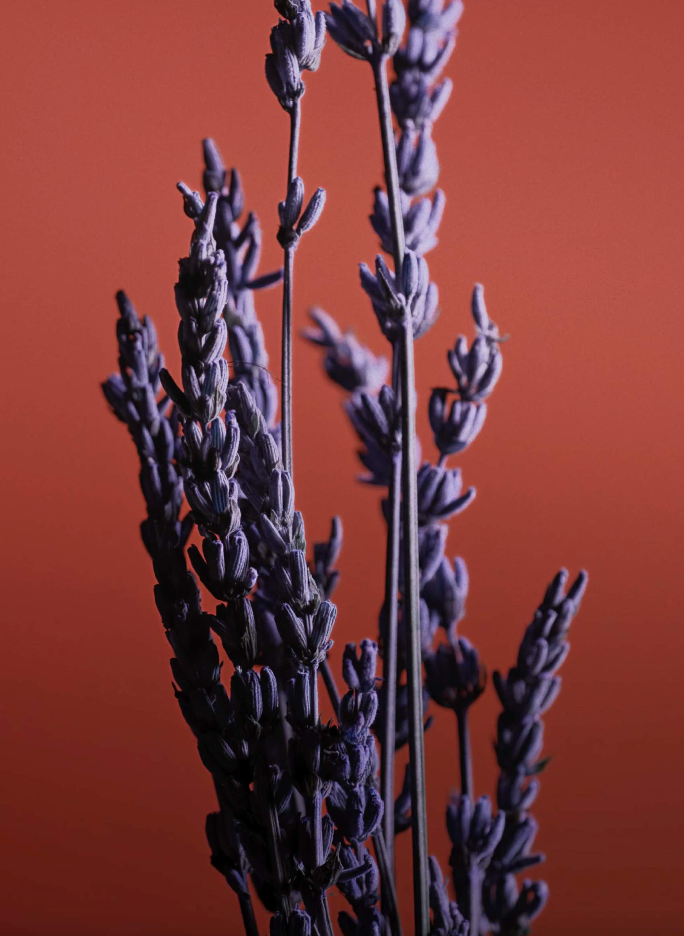 Eau de Parfum - Pour Un Homme de CARON Le Soir CARON No color