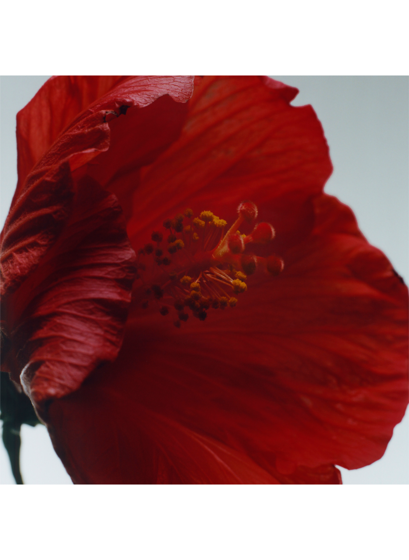 Rode Hibiscus - Intense Eau de Cologne JO MALONE LONDON No color
