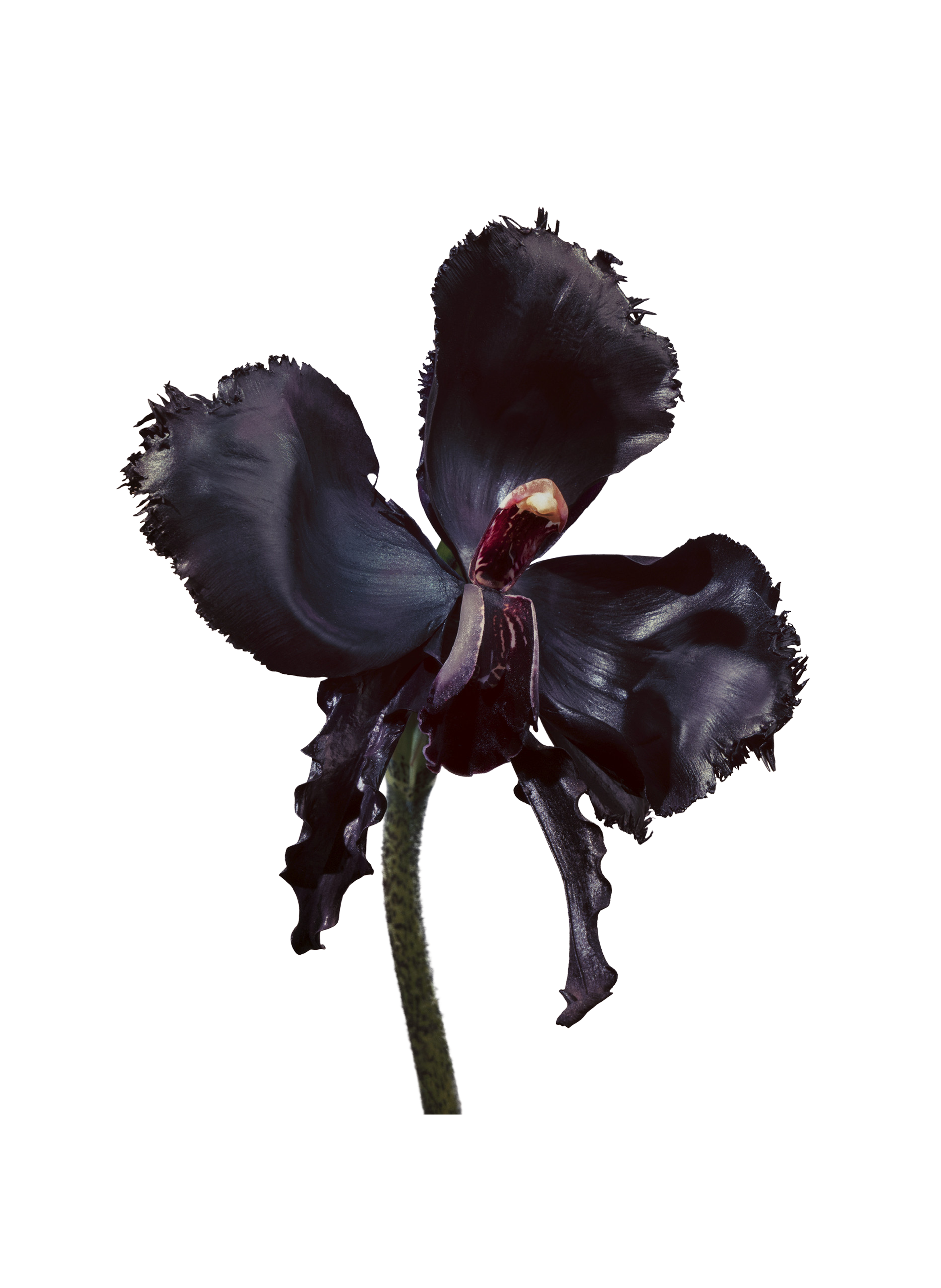 Black Orchid Reserve - Perfume Extract TOM FORD No color