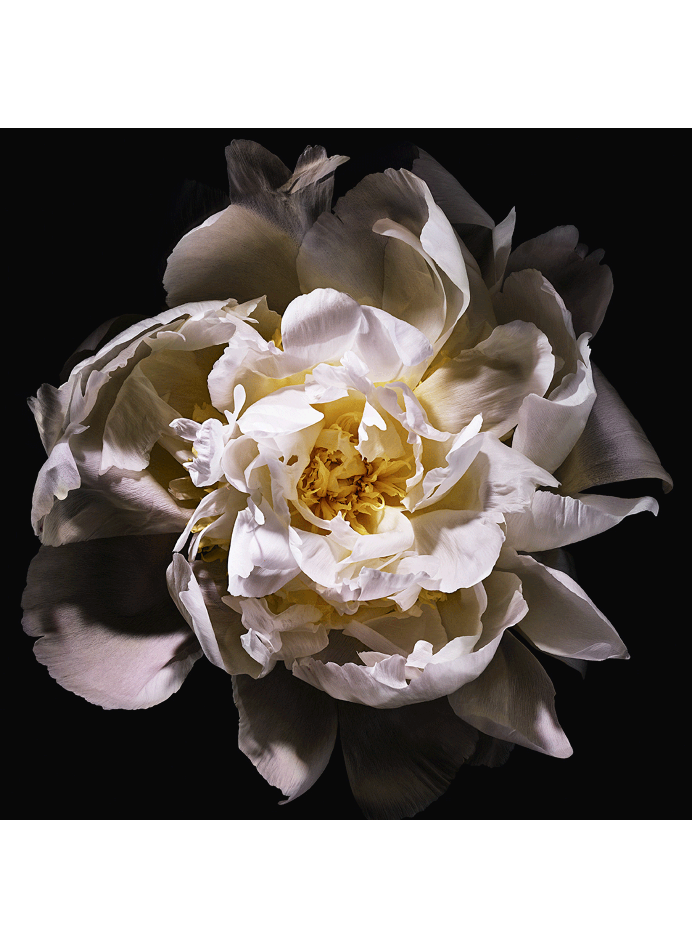 Mon Paris Lumière Eau de toilette YVES SAINT LAURENT No color