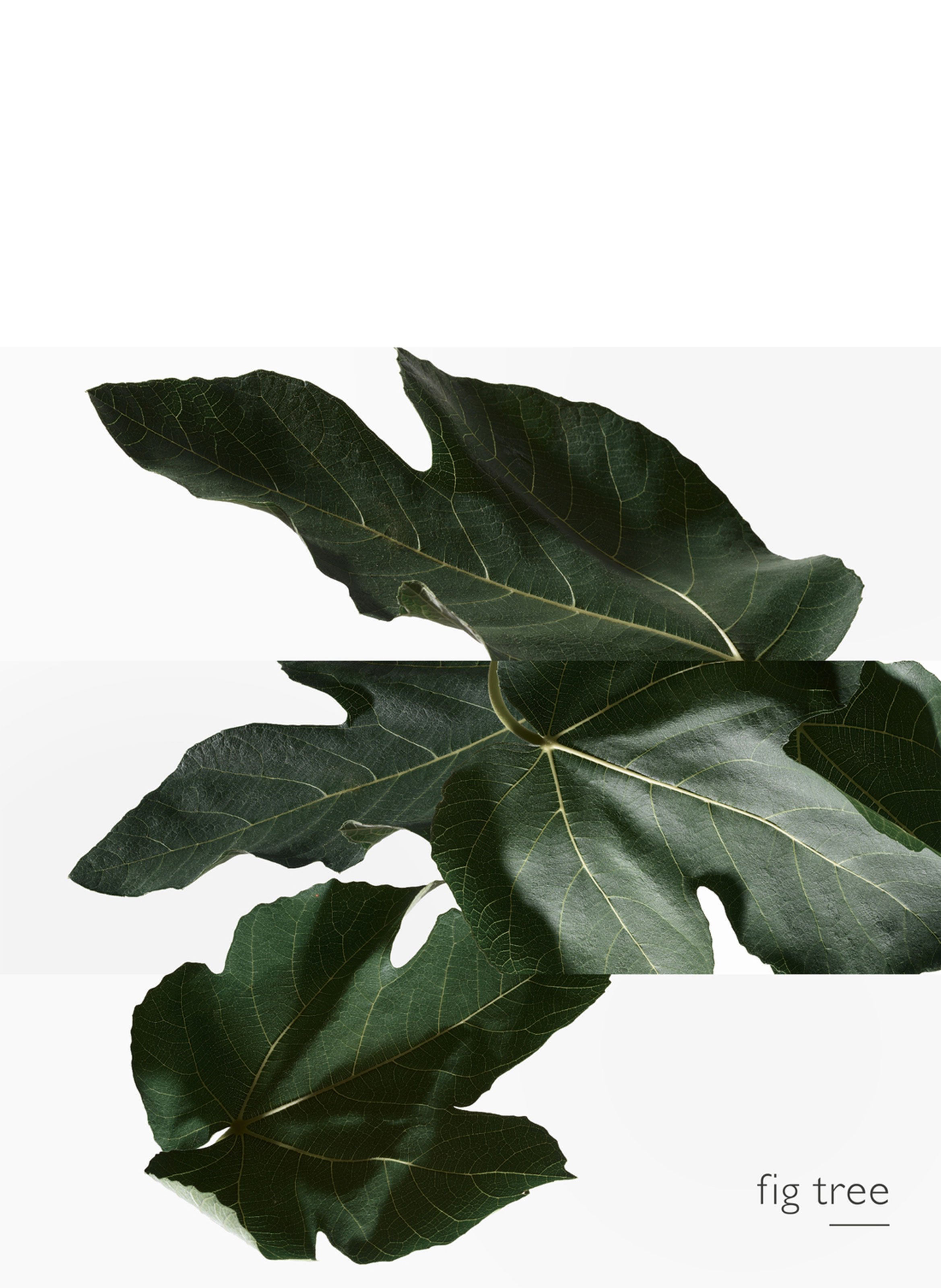 Un Jardin en Méditerranée, Eau de toilette HERMÈS No color