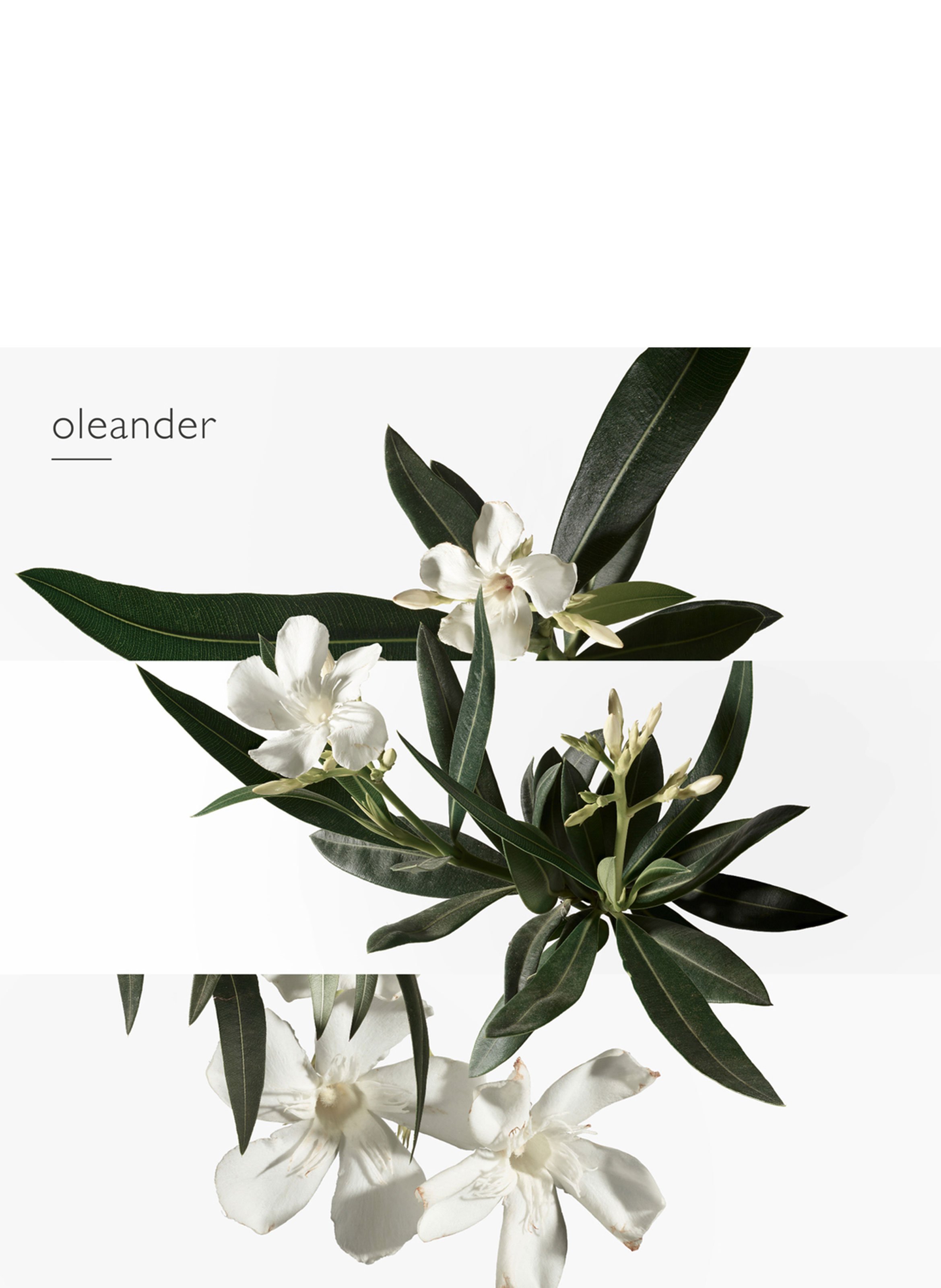 Un Jardin en Méditerranée, Eau de toilette HERMÈS No color