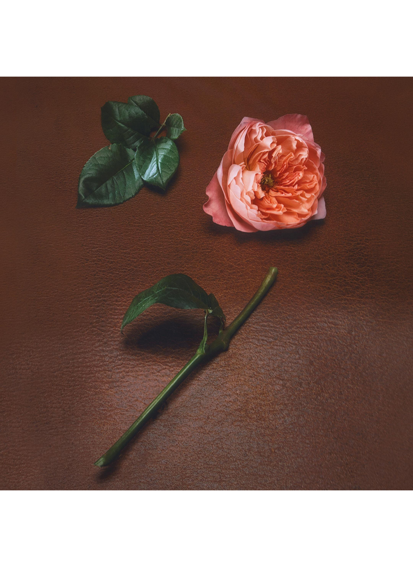 Rose Mosaic - Perfume Extract ORMAIE No color