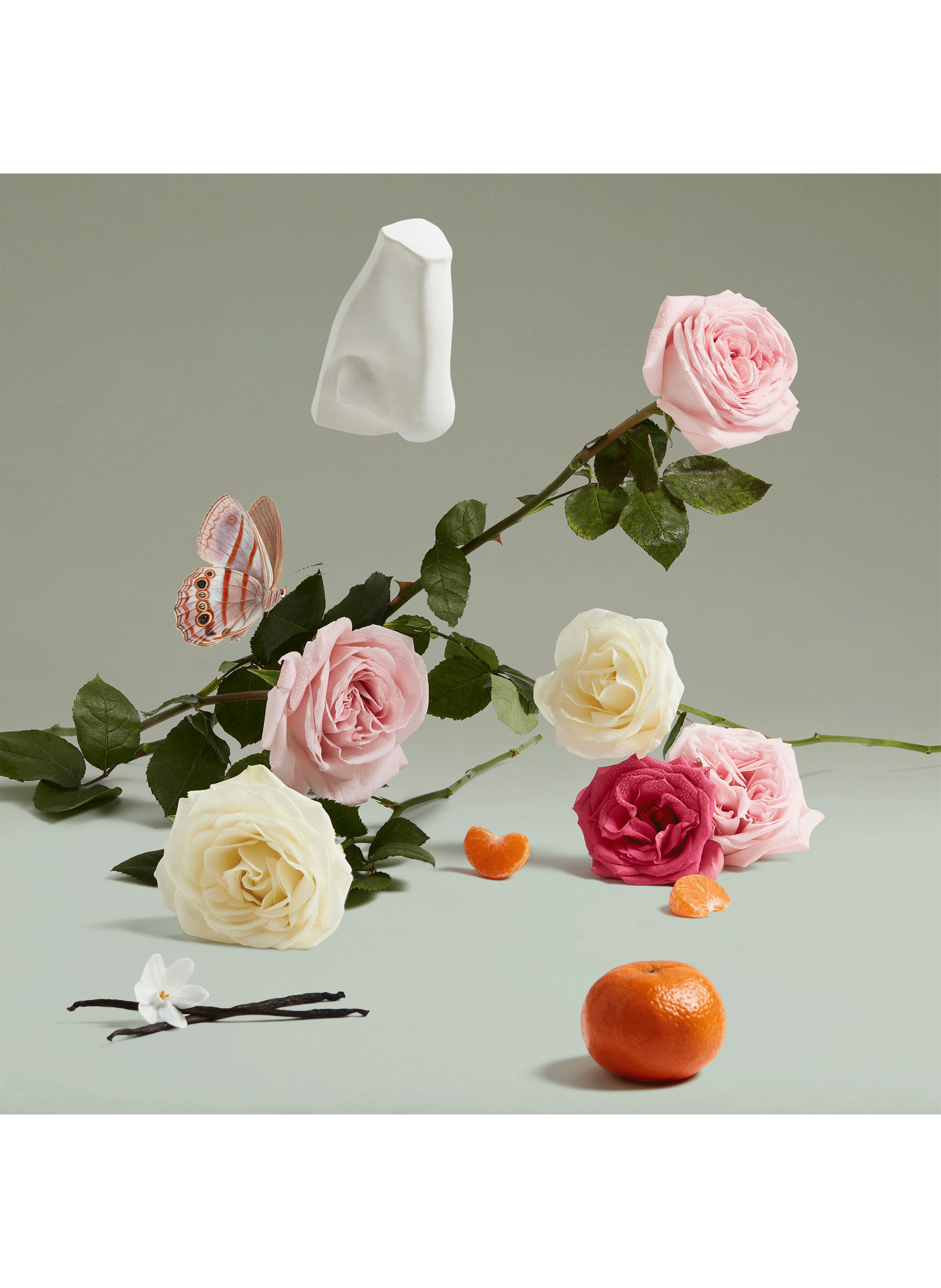 The Coveted Duchess Rose eau de parfum PENHALIGON'S No color